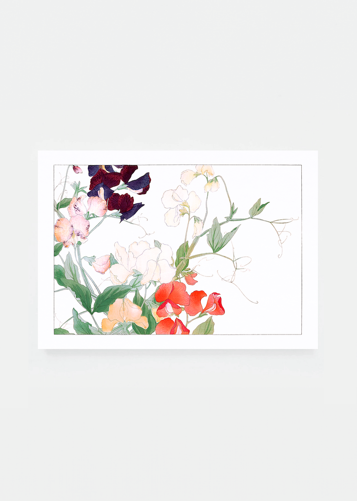 Sweetpea