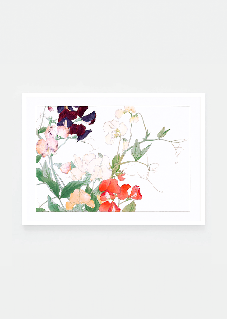 Sweetpea