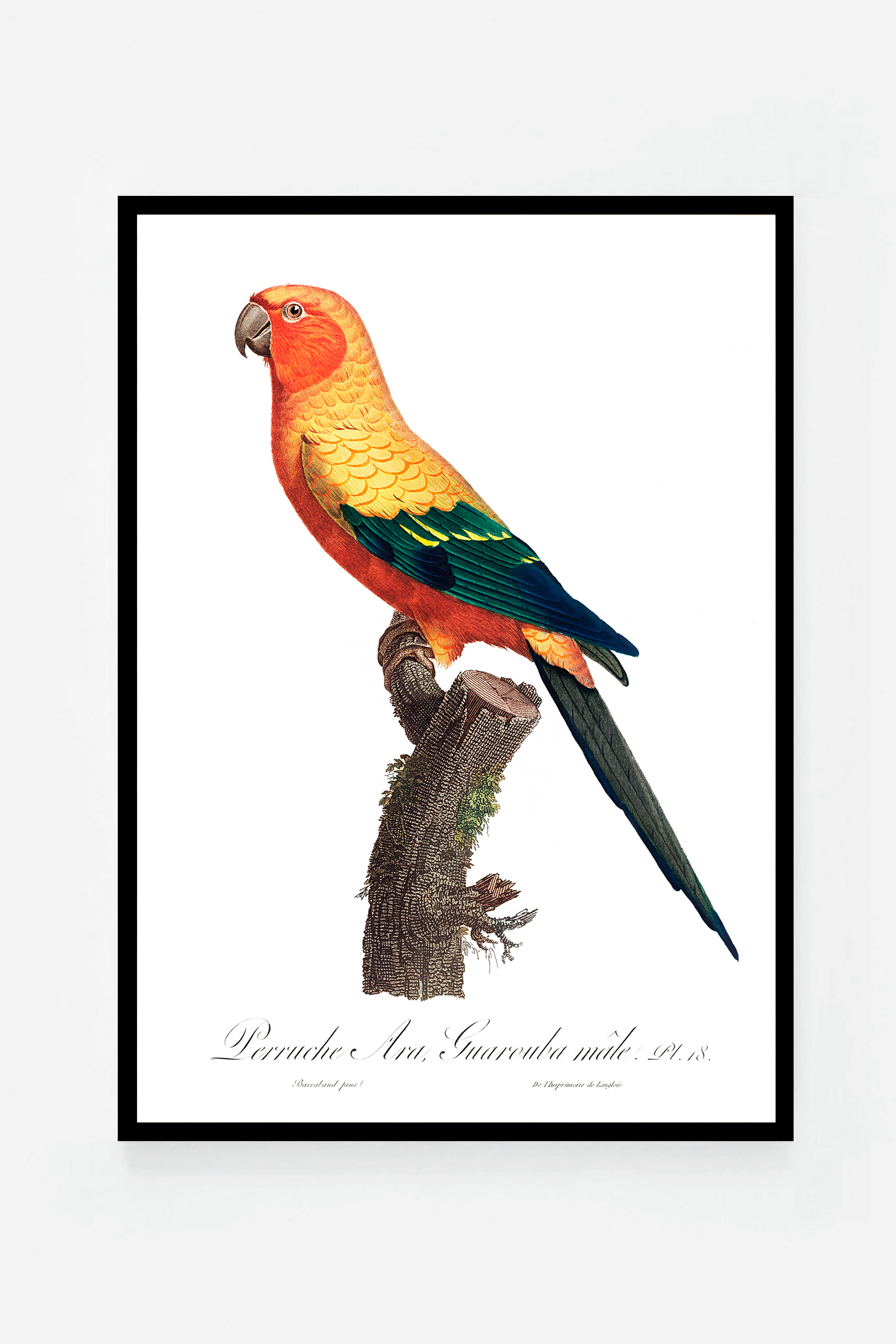 The Sun Parakeet