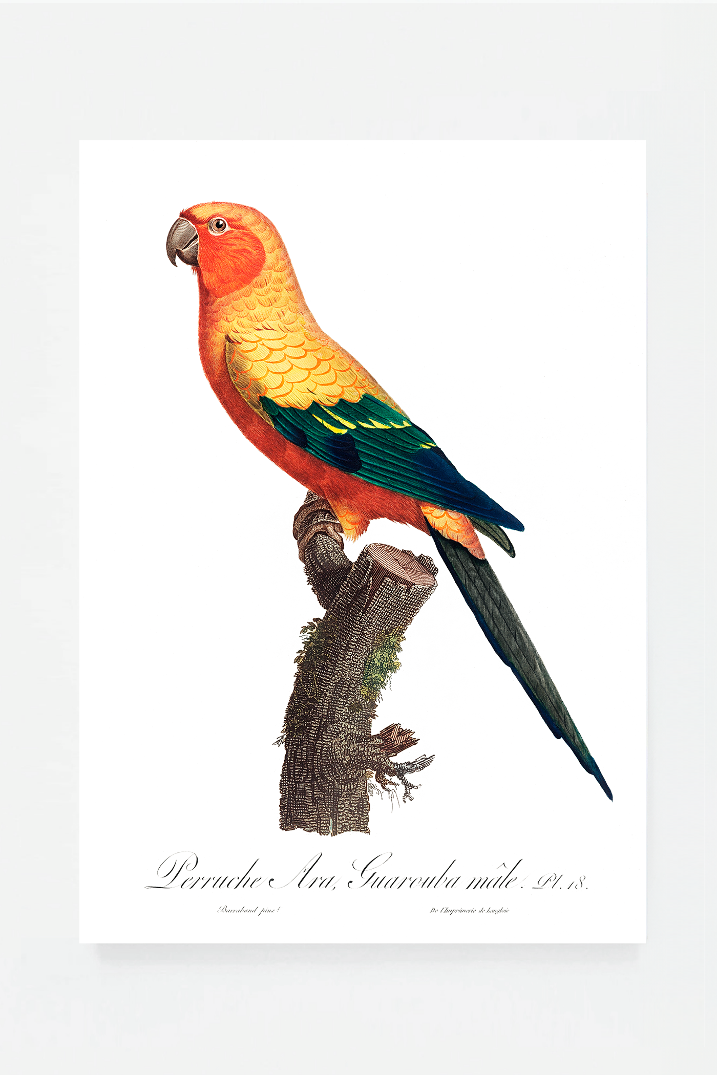 The Sun Parakeet