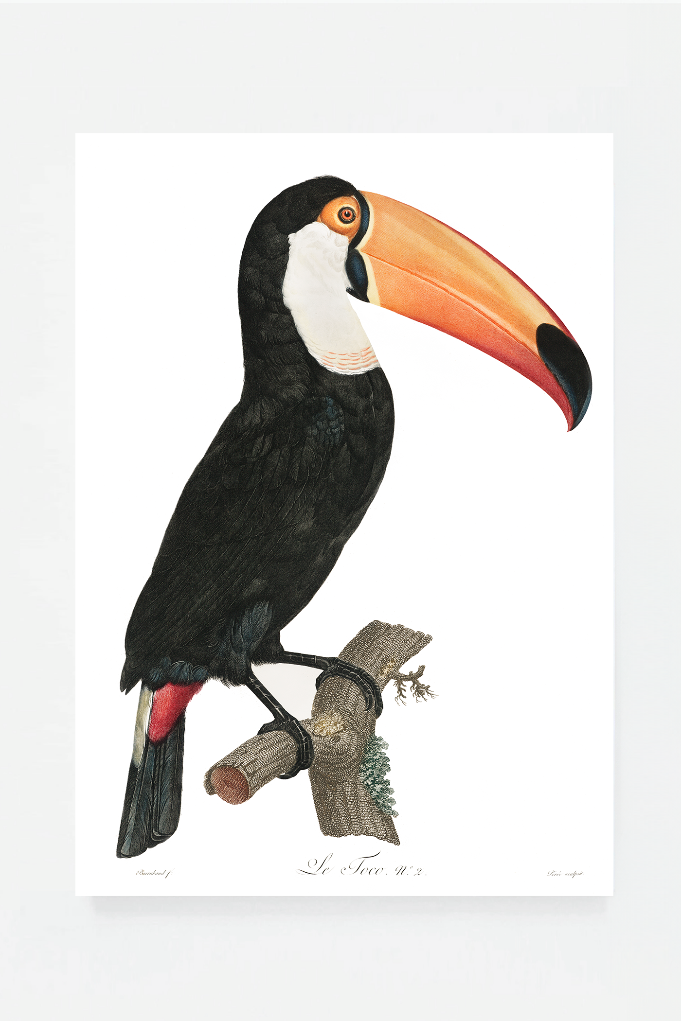 Toco toucan