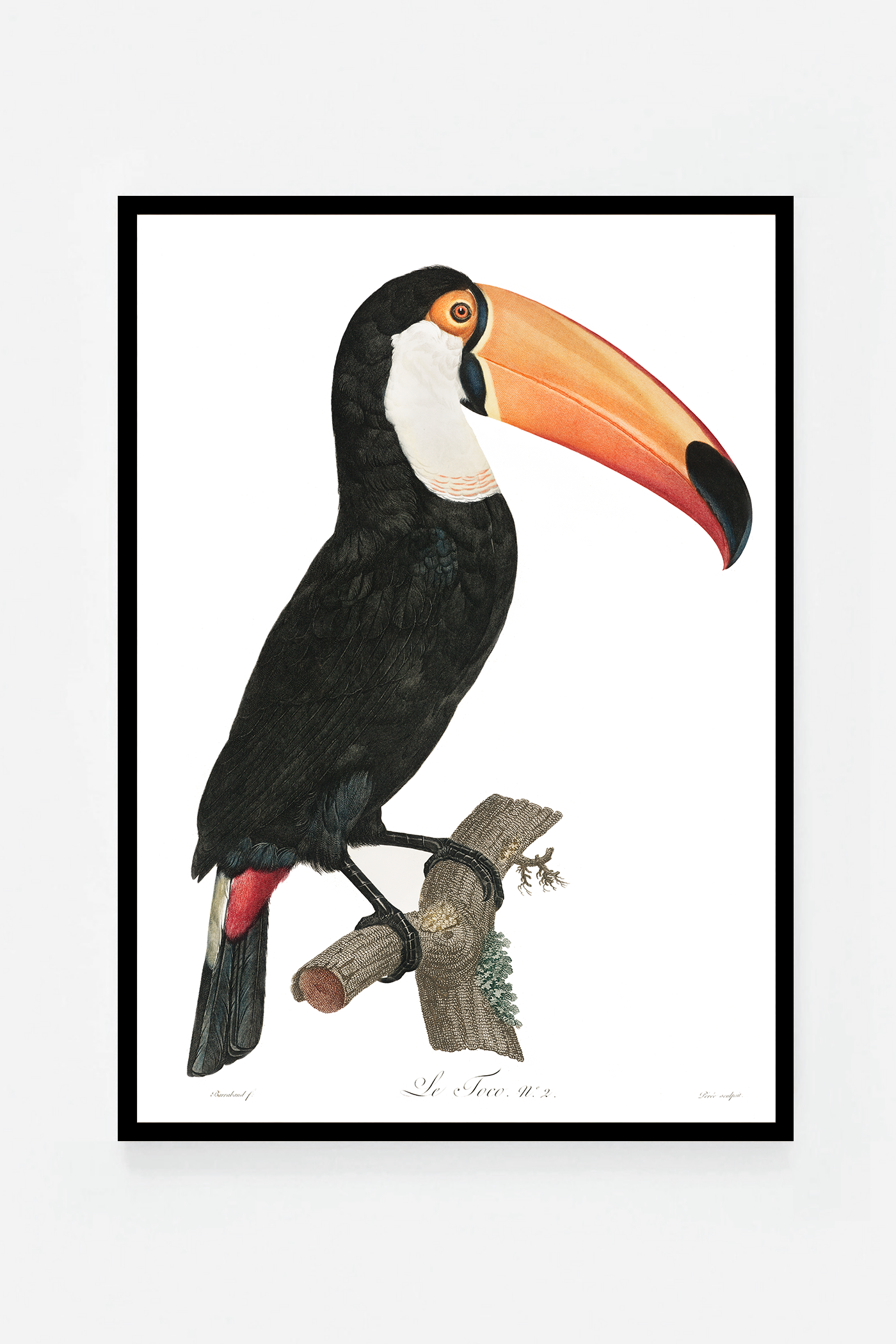 Toco toucan
