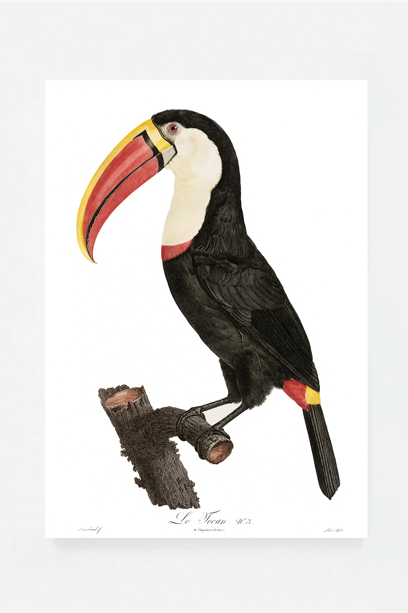 Toucan