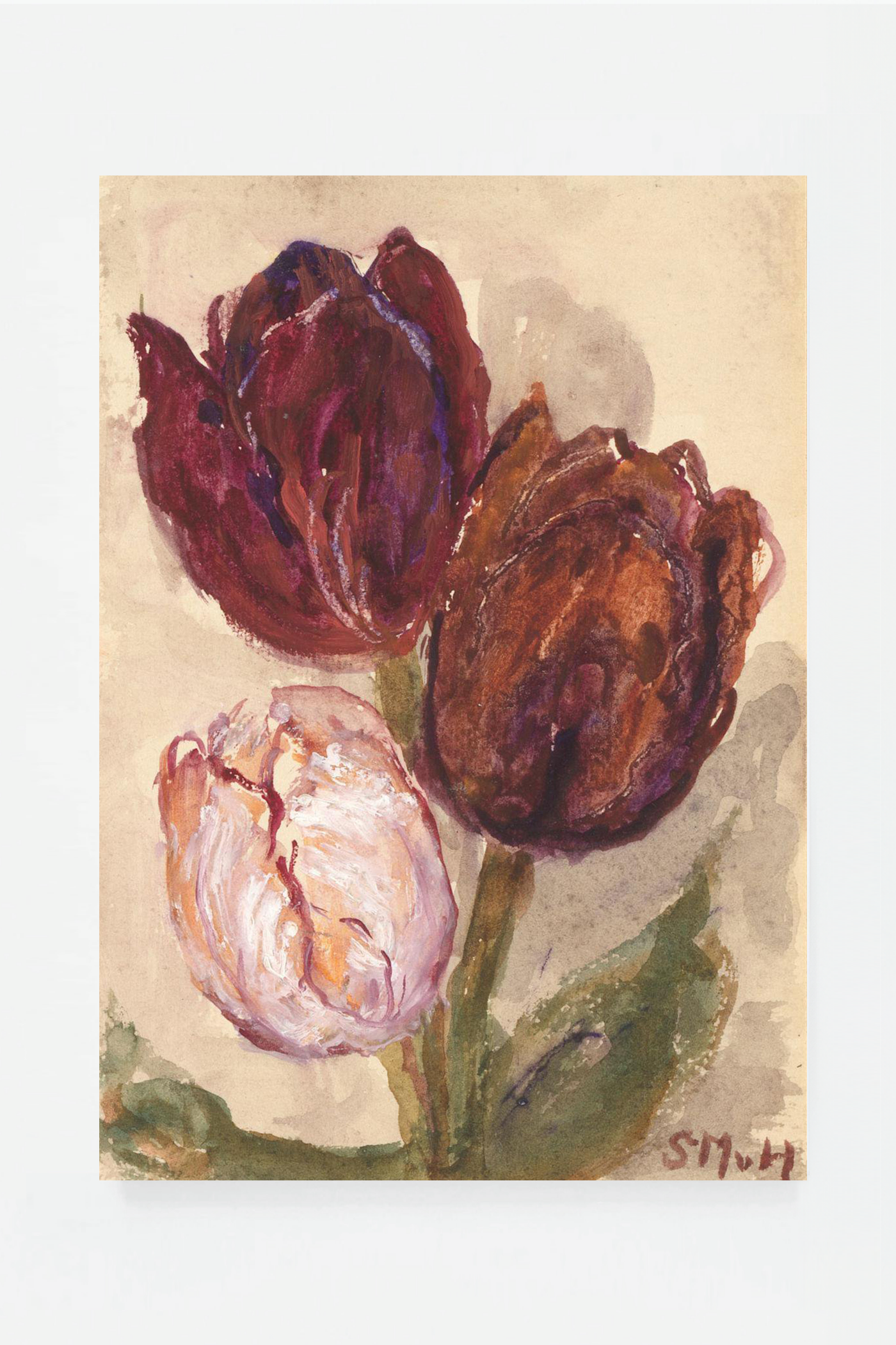 Tulip IV