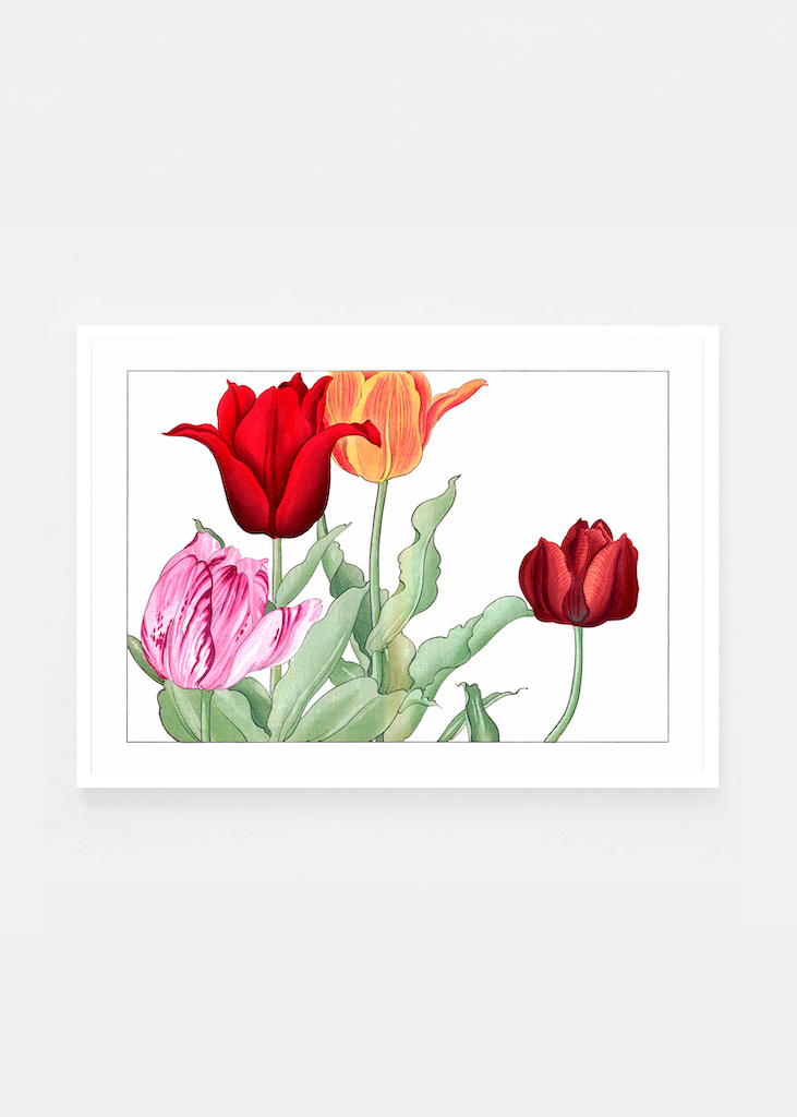 Tulip