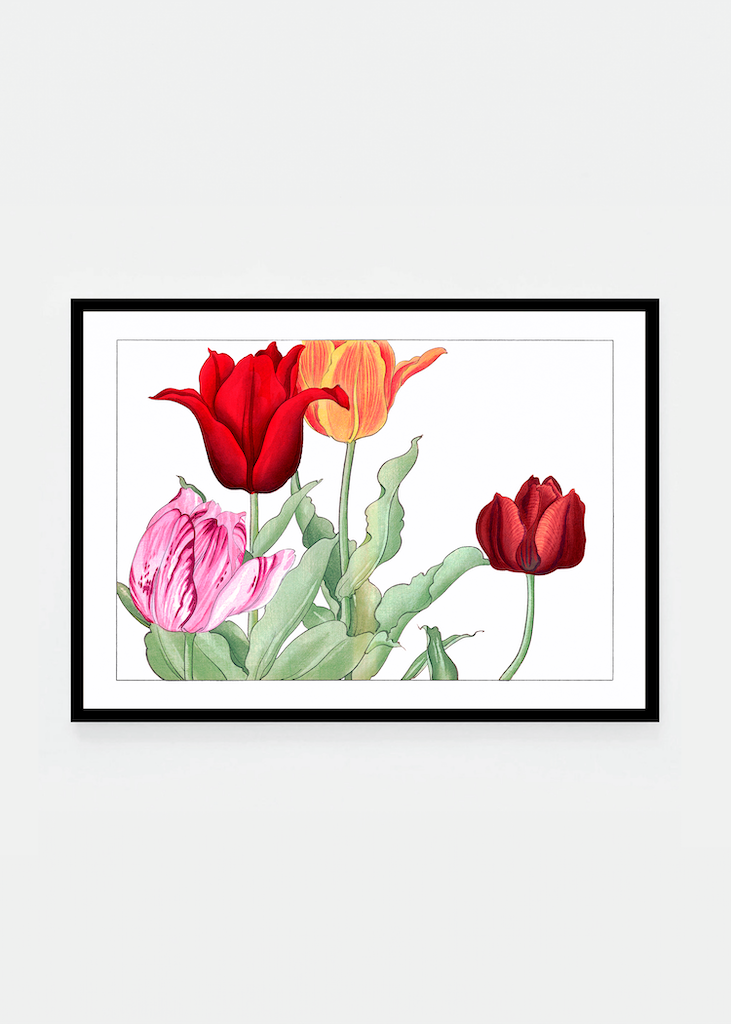 Tulip