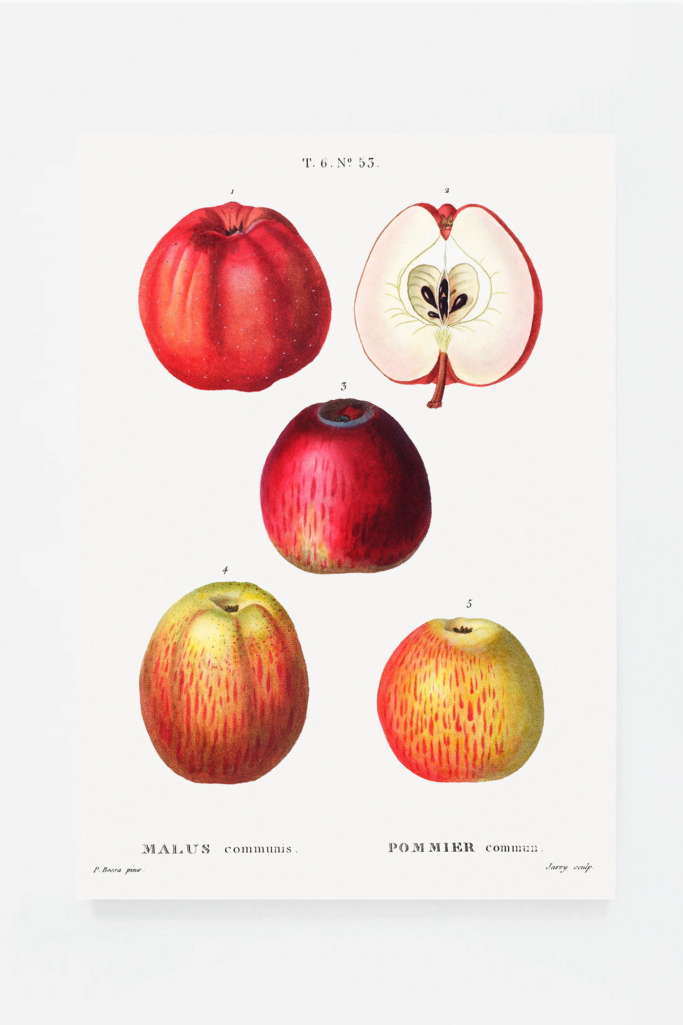 Apple II