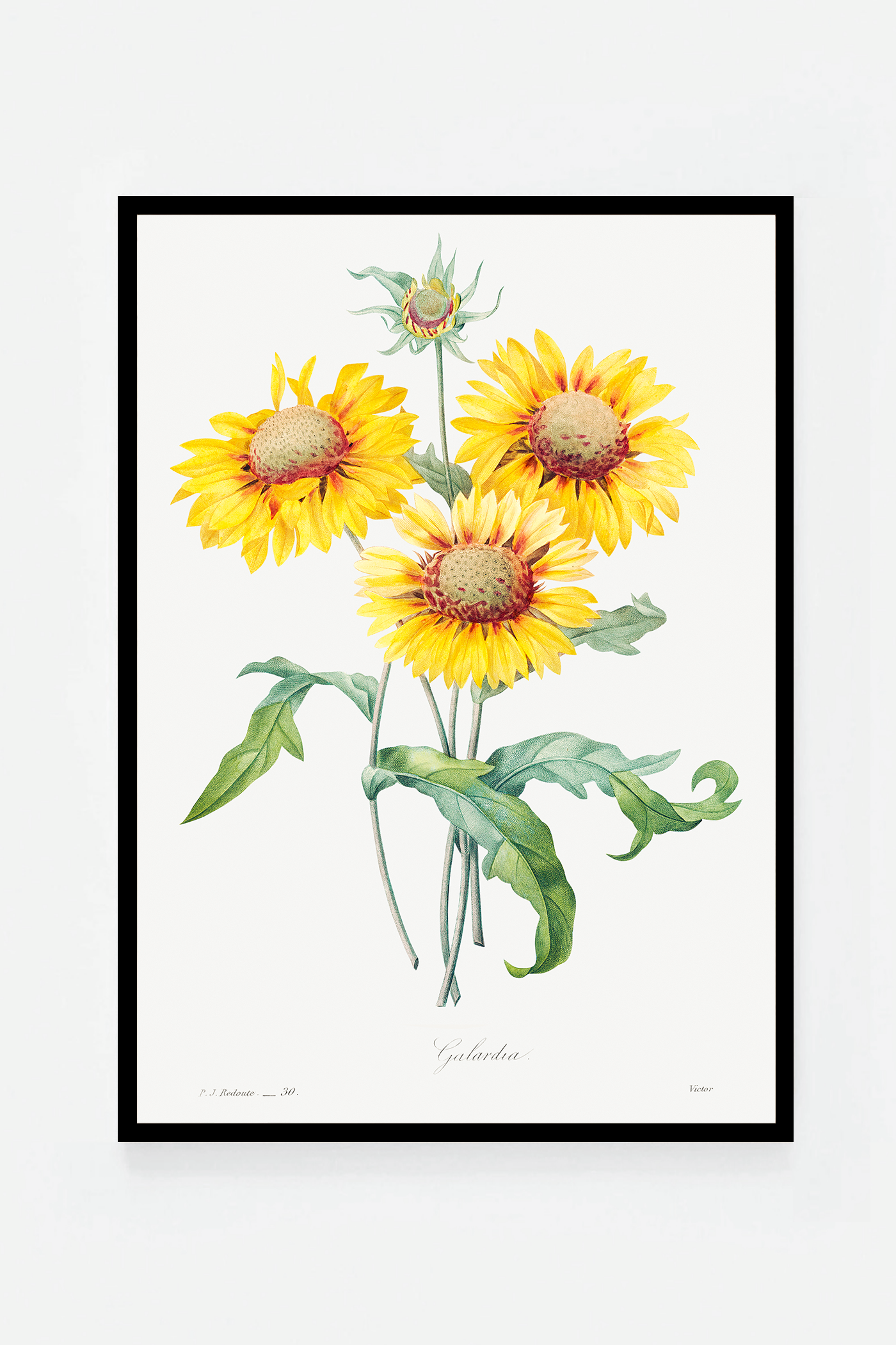 Blanket flower