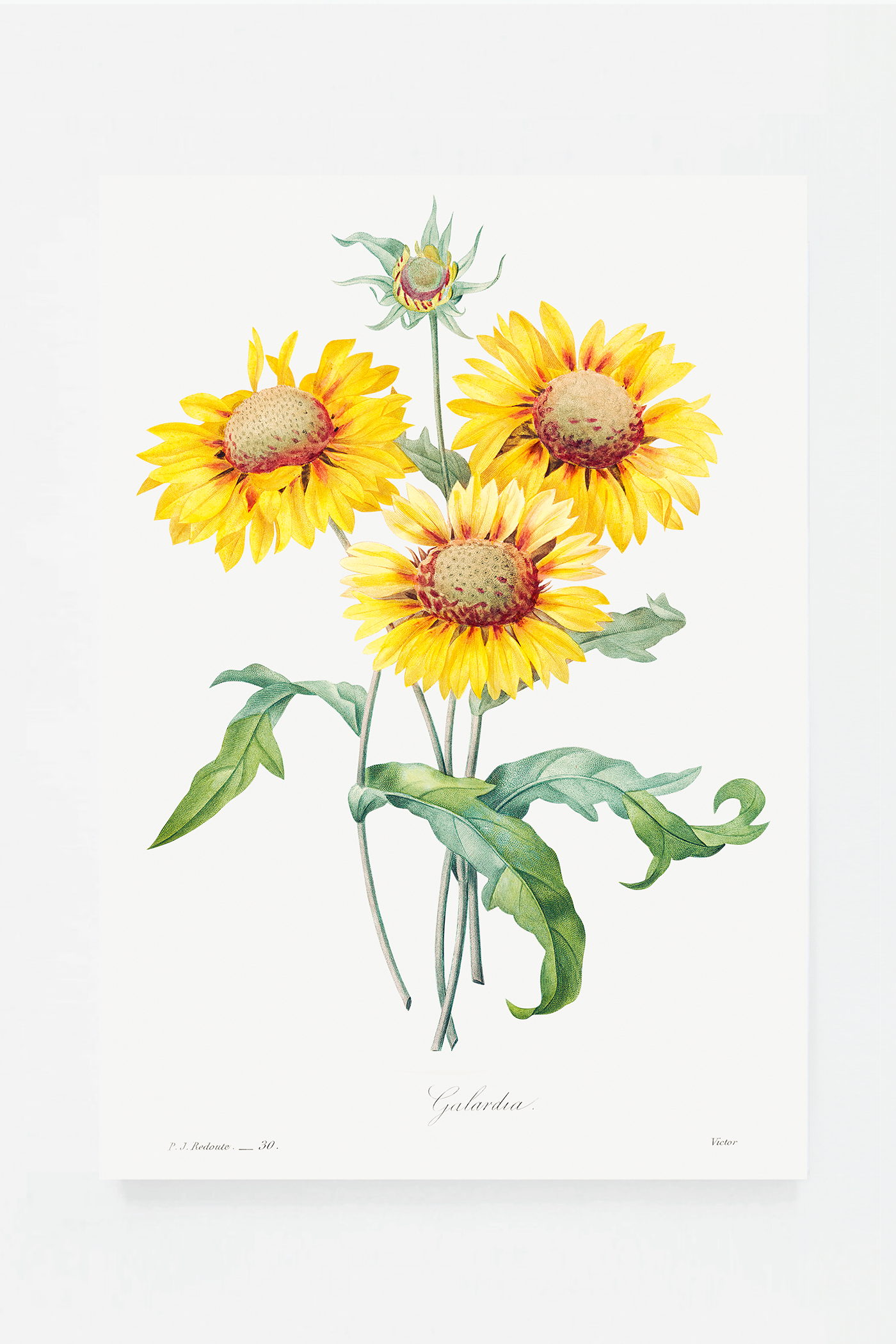 Blanket flower