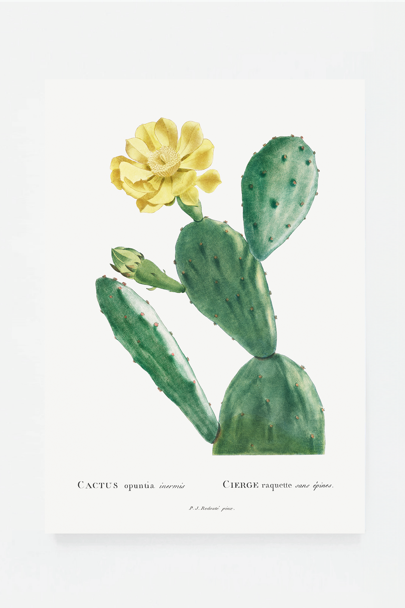Cactus