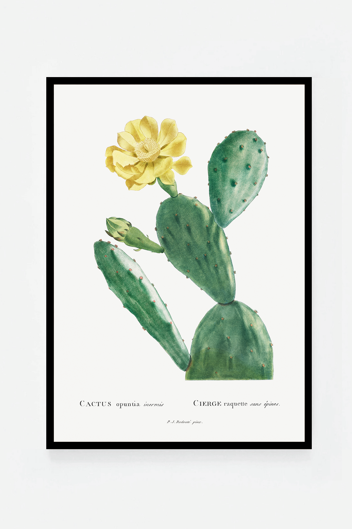 Cactus