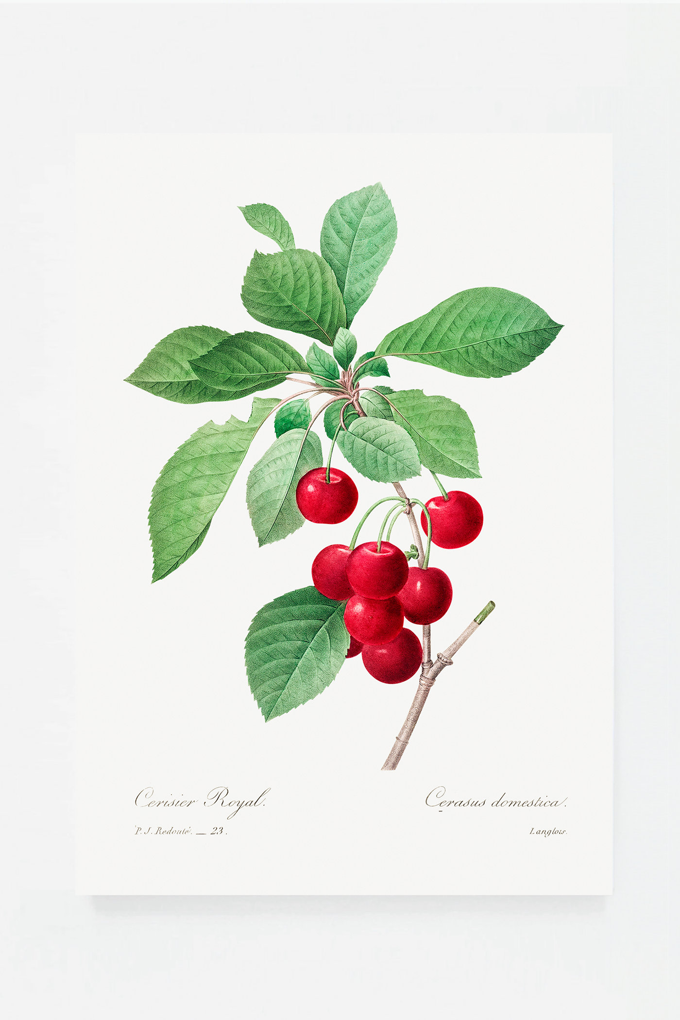Cherries