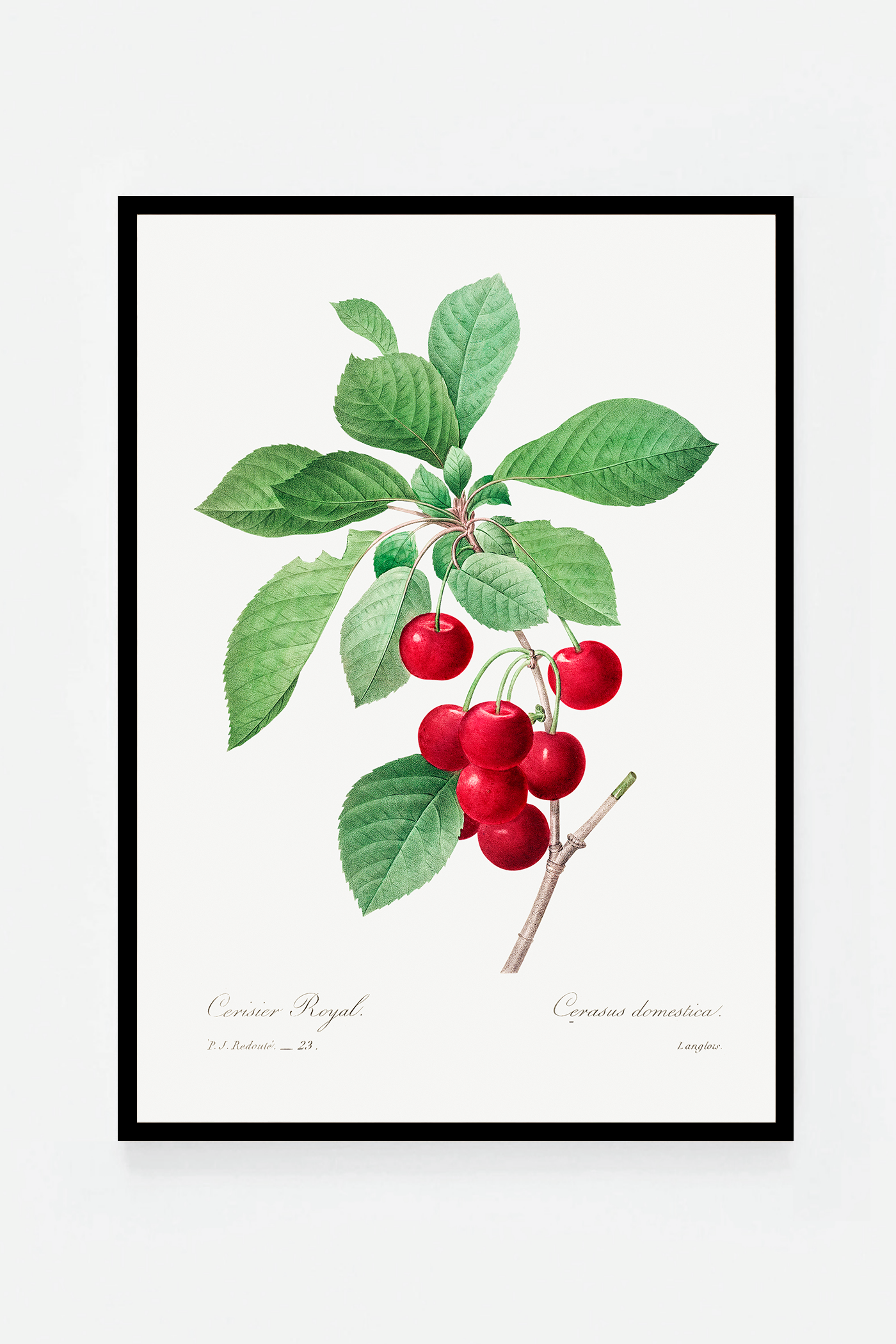 Cherries