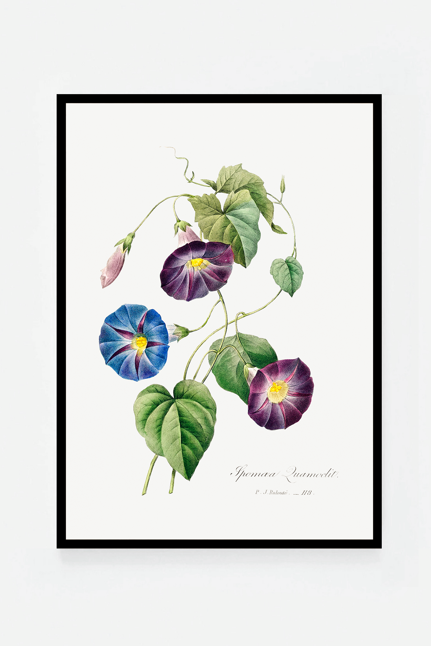 Morning glory