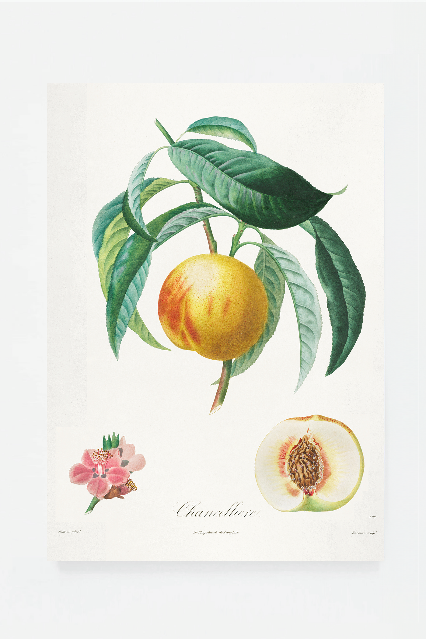 Peach II
