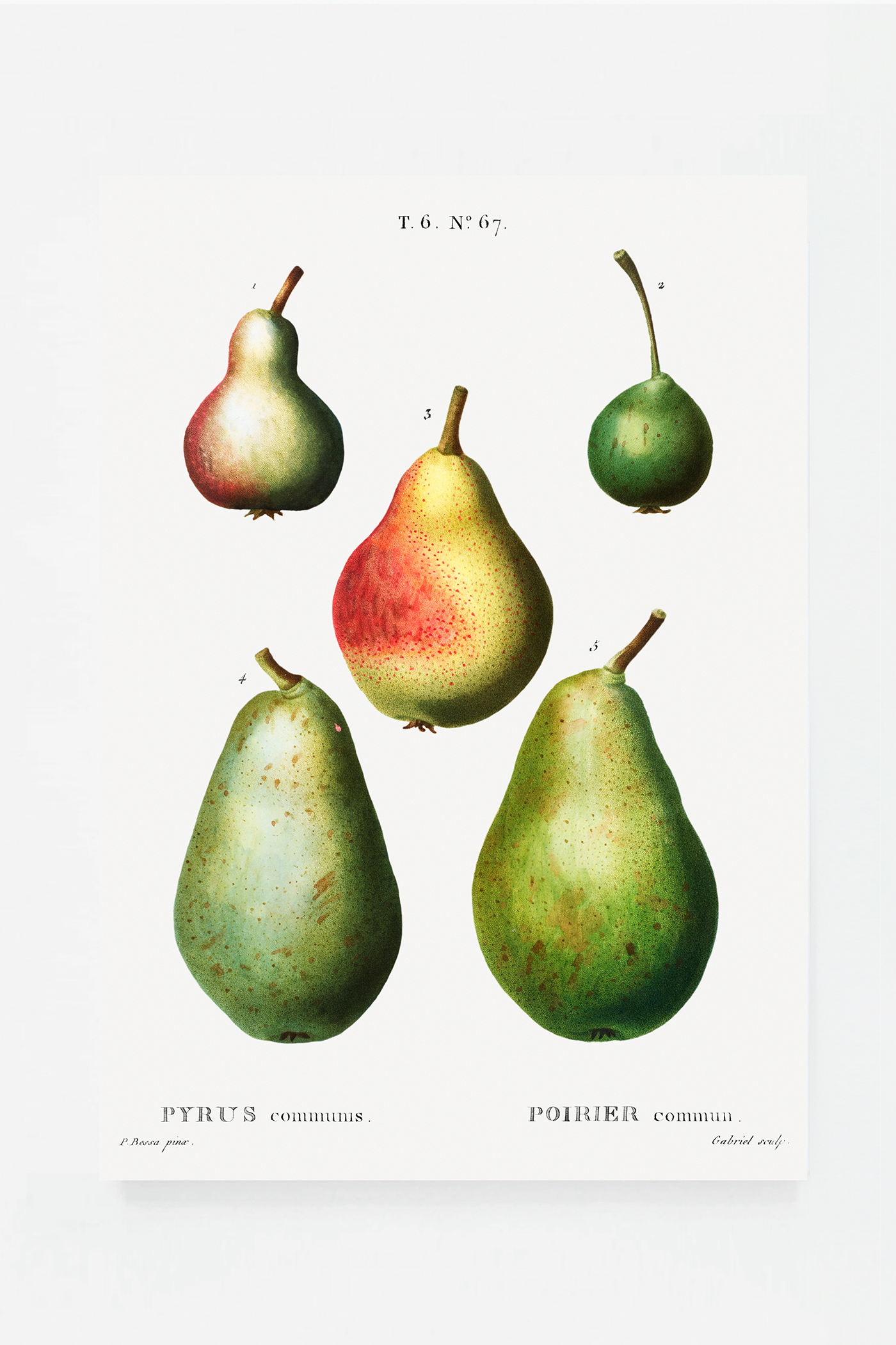 Pear II