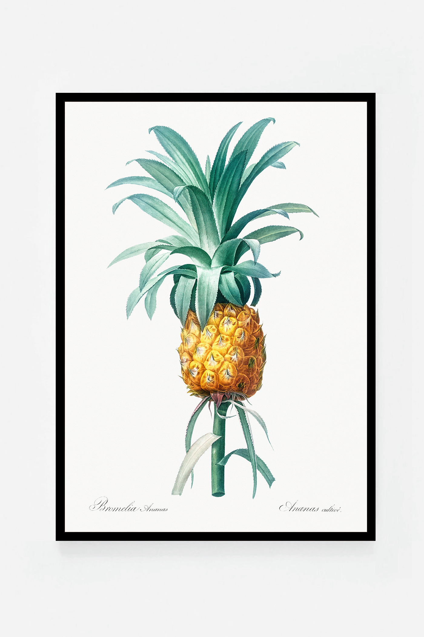 Pineapple