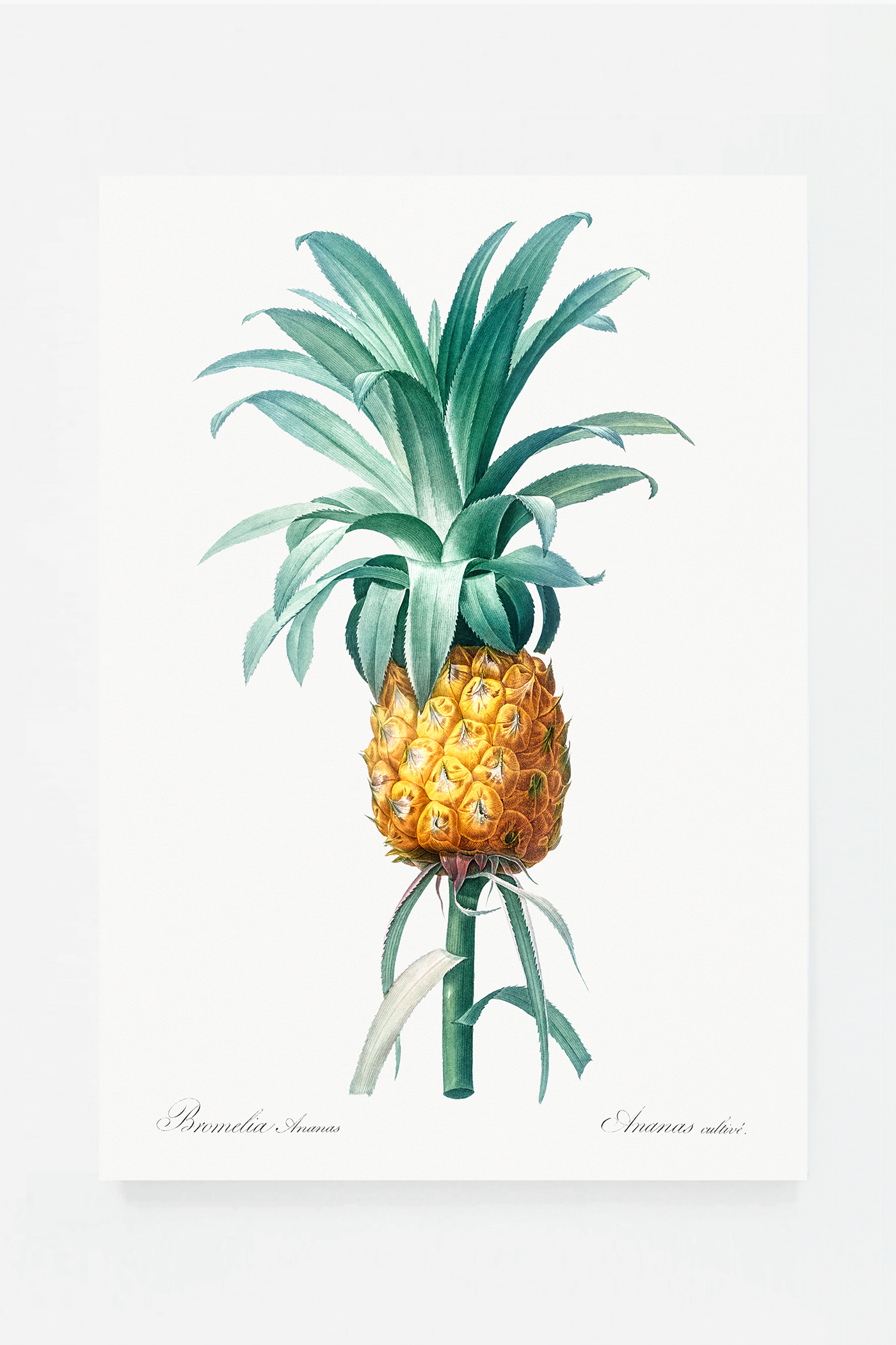 Pineapple