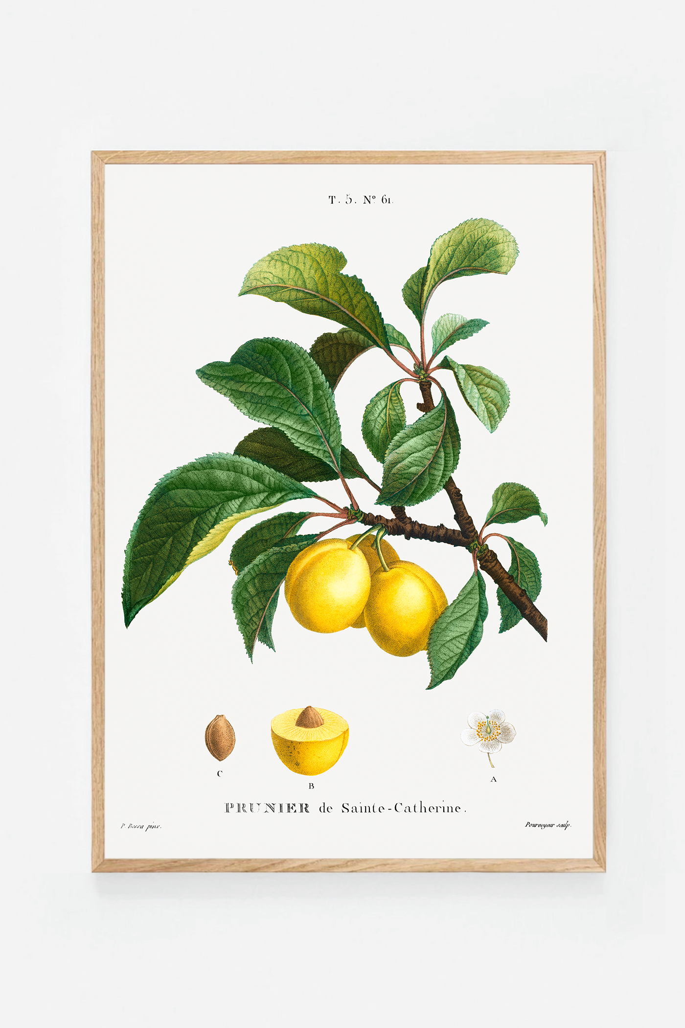 Plum II