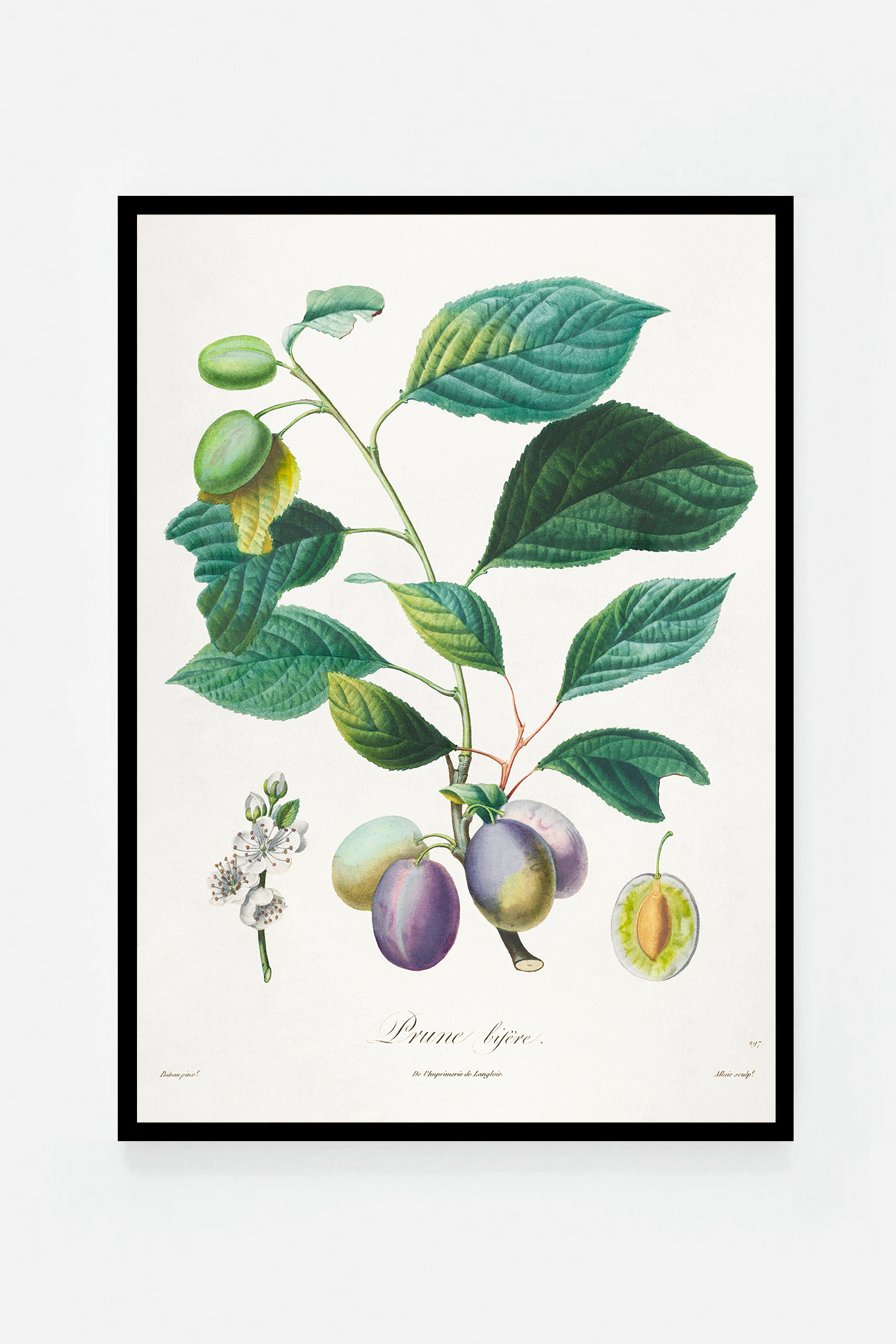 Plum