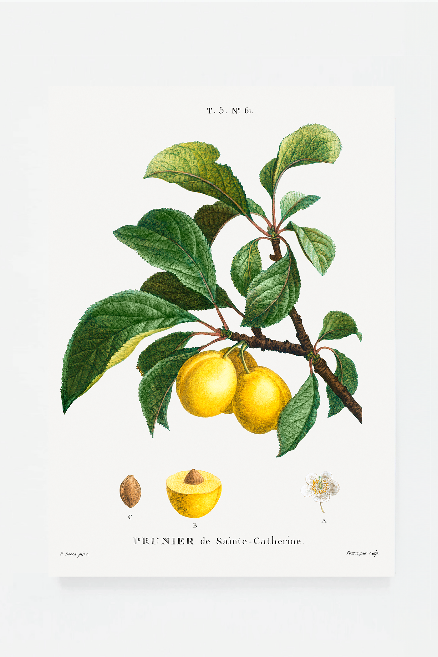 Plum II