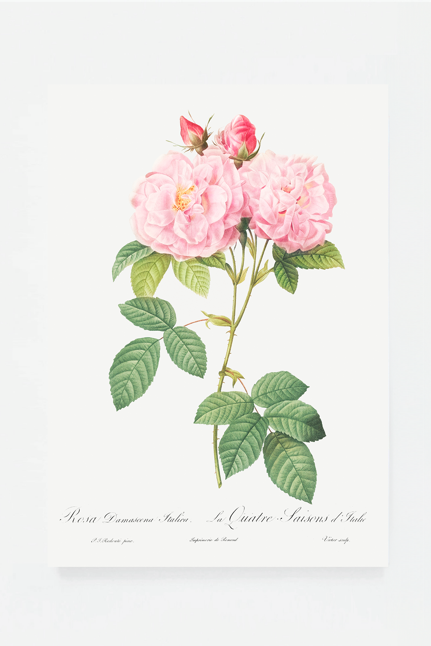 Rose botanical drawing III
