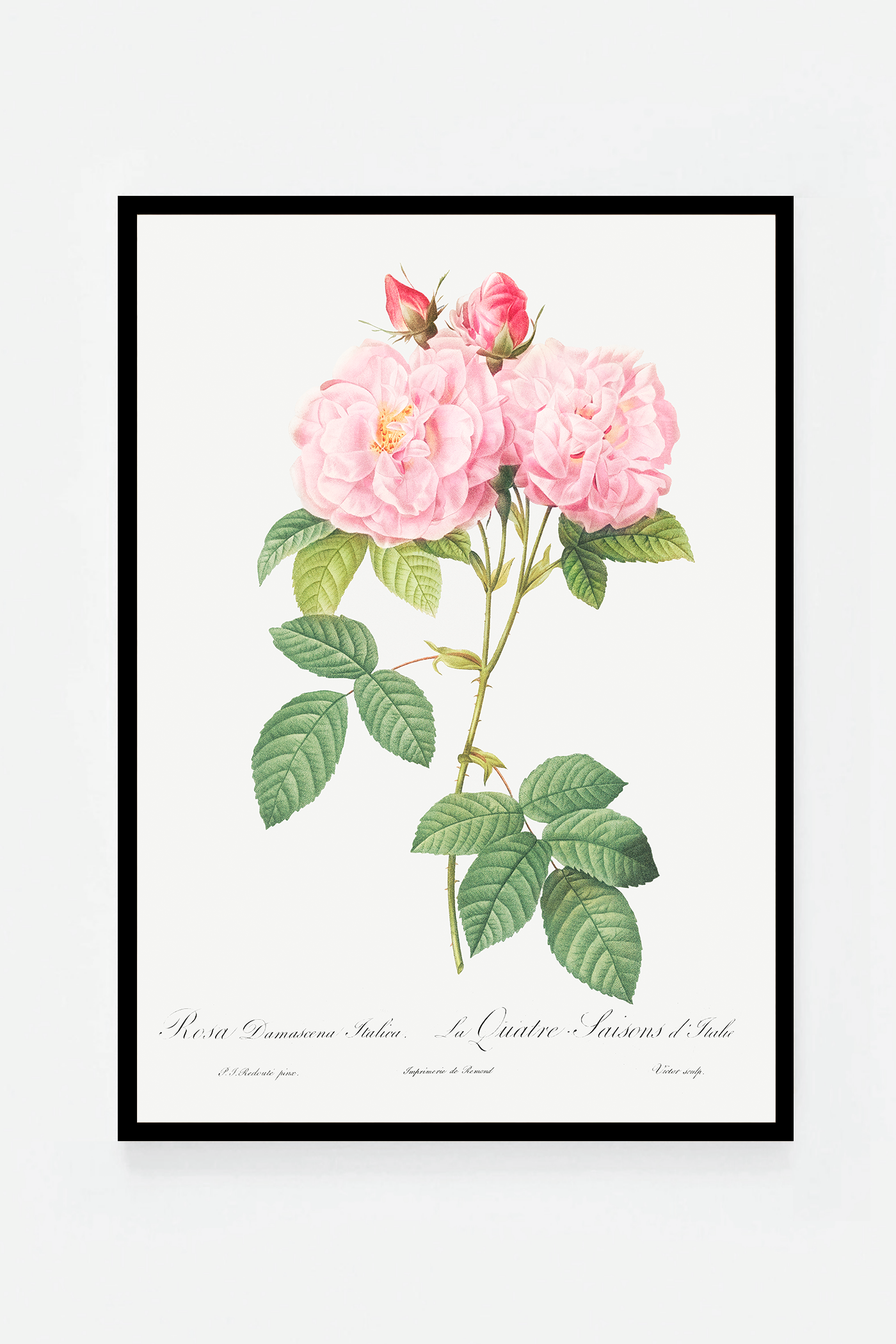 Rose botanical drawing III