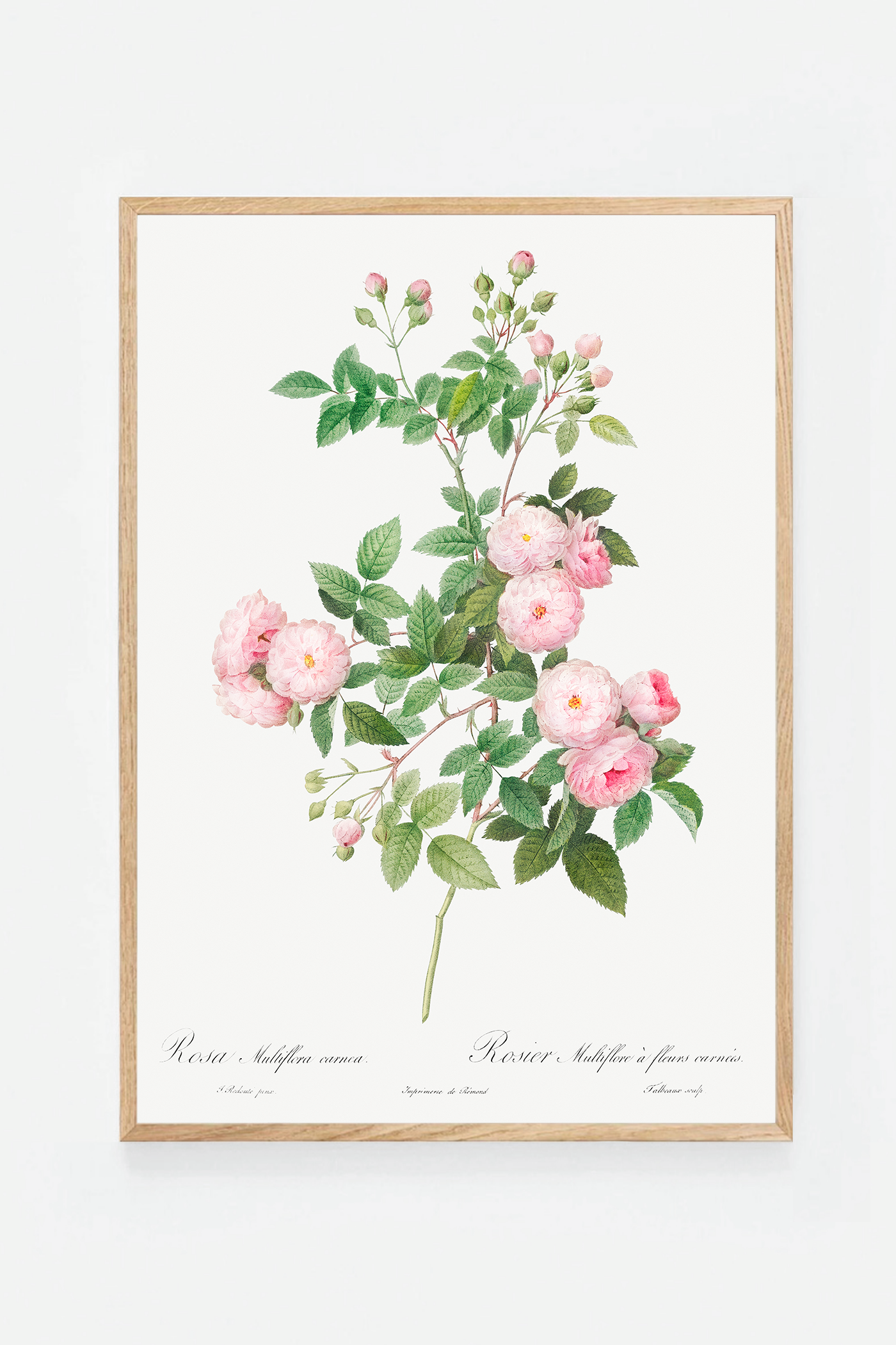 Rose botanical drawing V