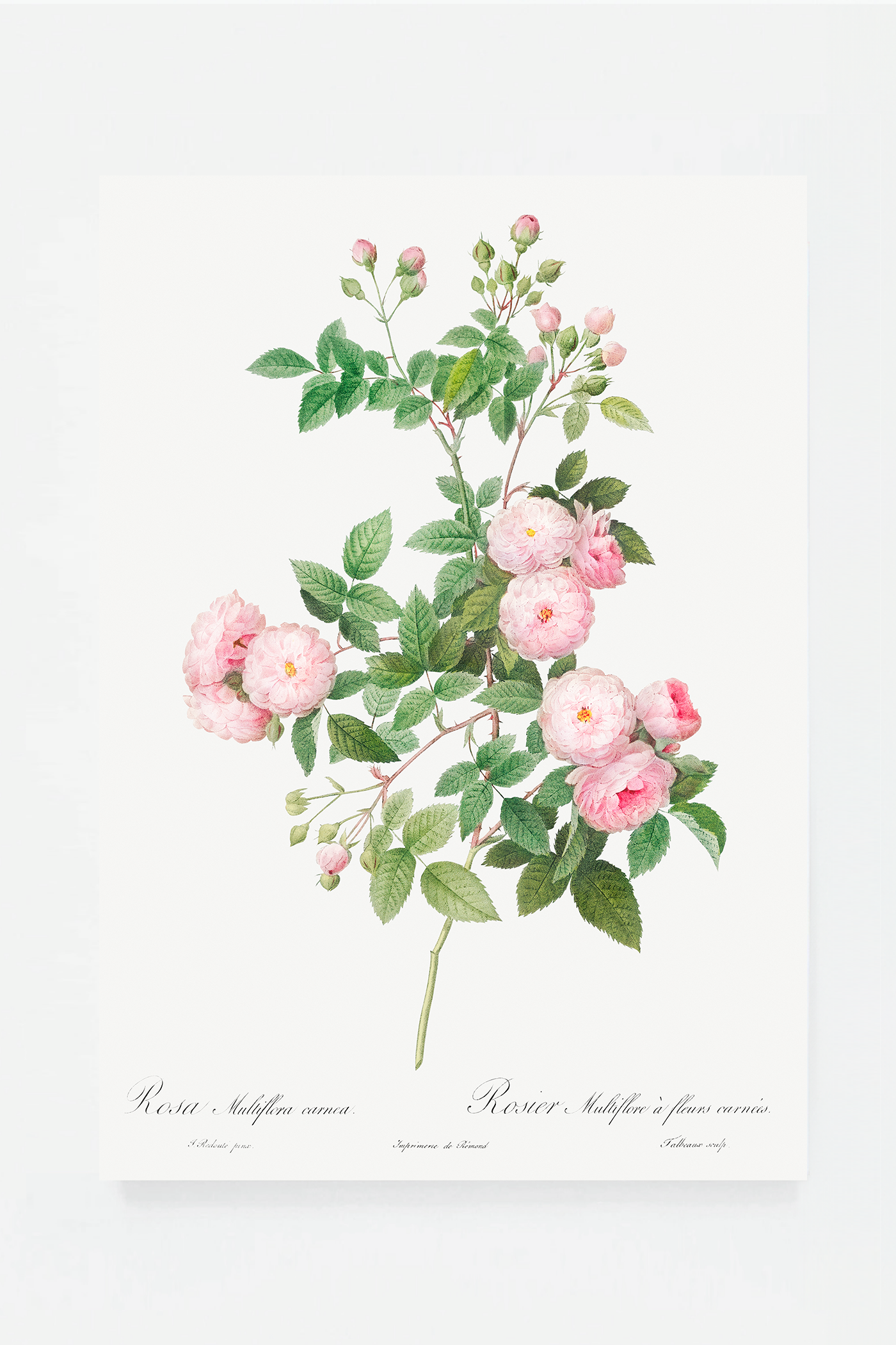 Rose botanical drawing V