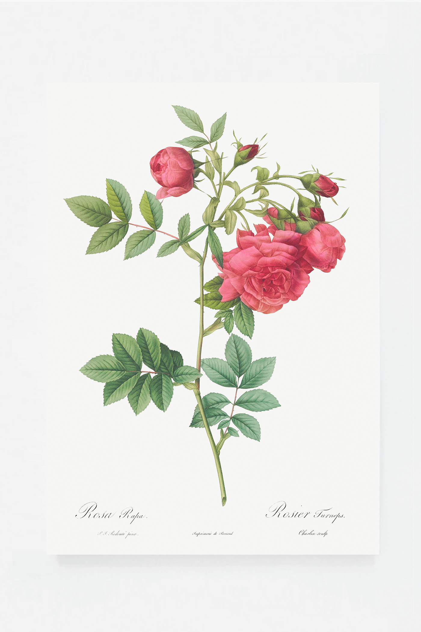 Rose botanical drawing VI
