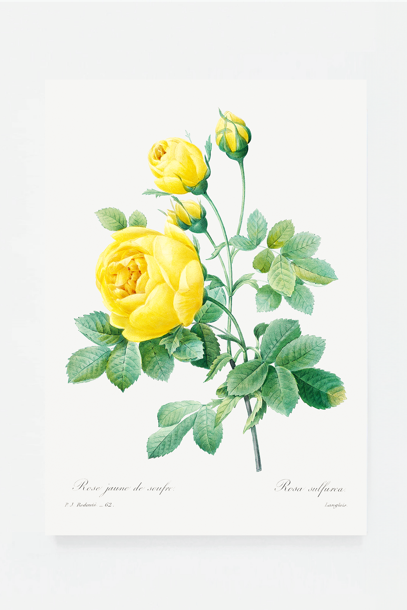 Rose botanical drawing