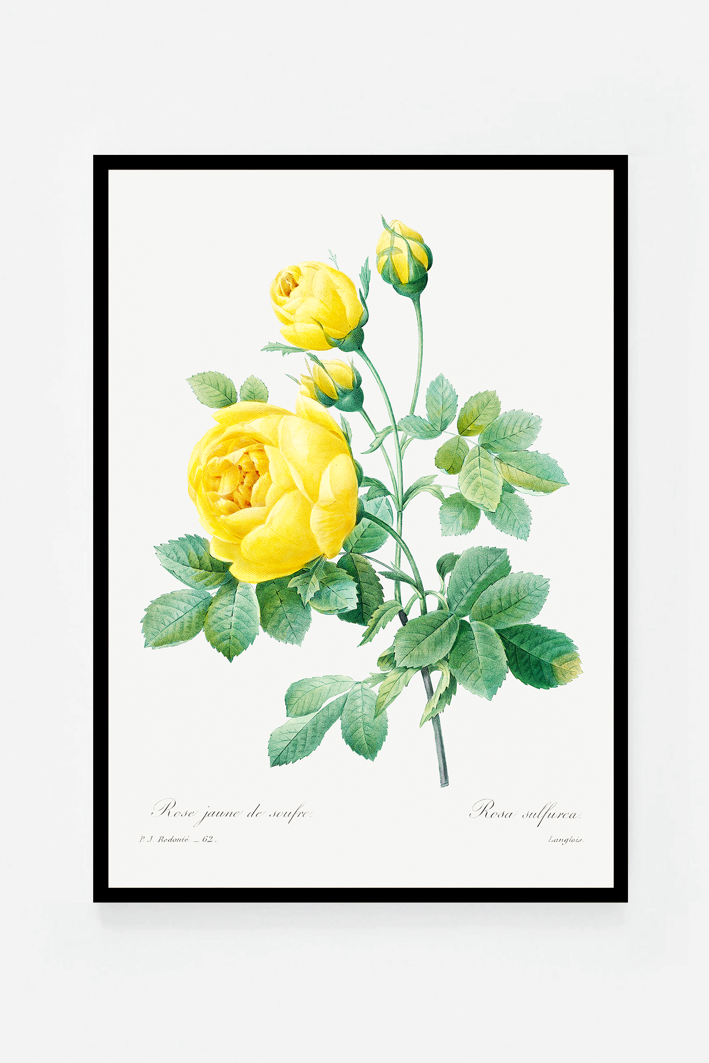 Rose botanical drawing