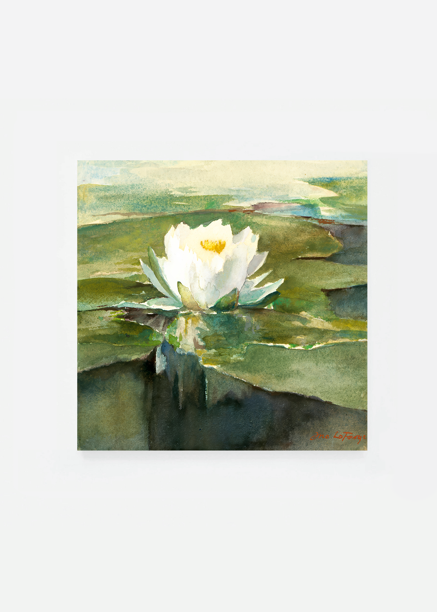 Water Lily in Sunlight