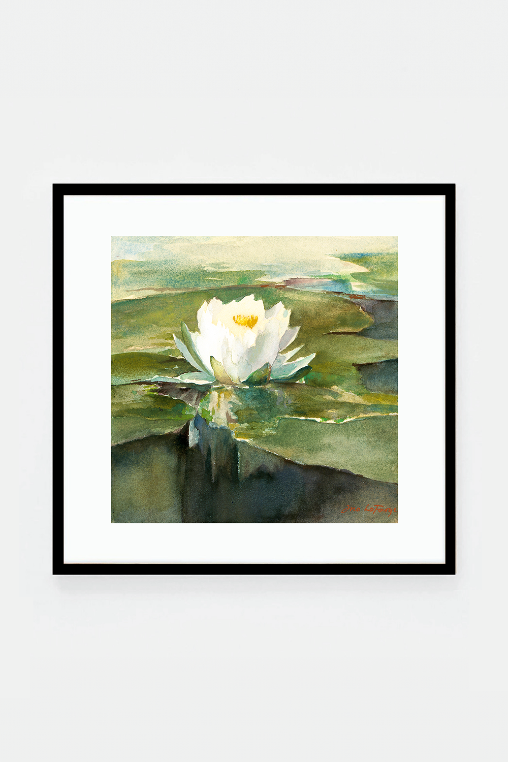 Water Lily in Sunlight