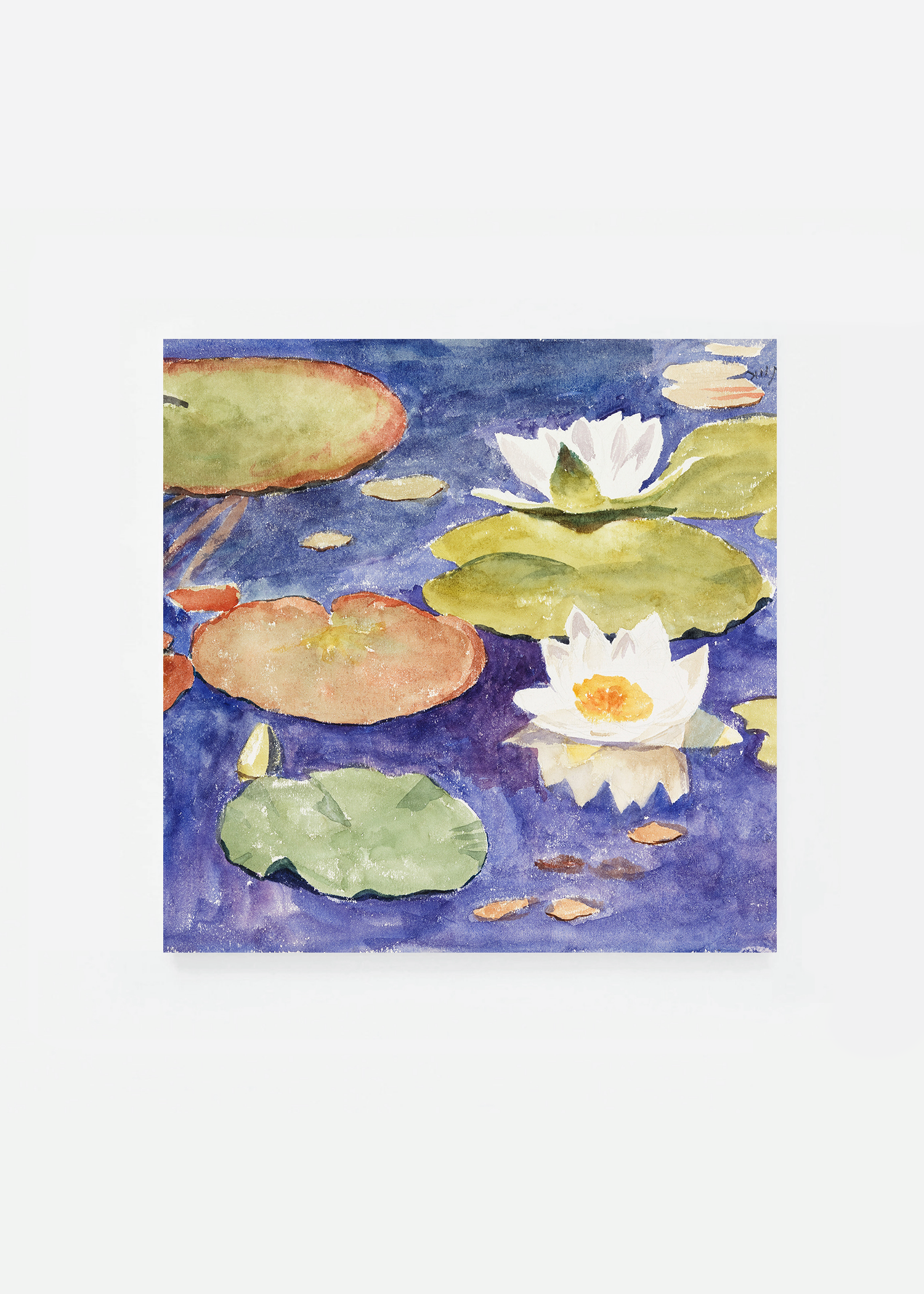 Waterlilies in the water