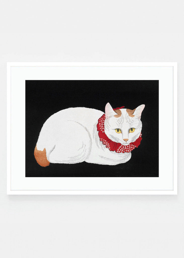 White cat
