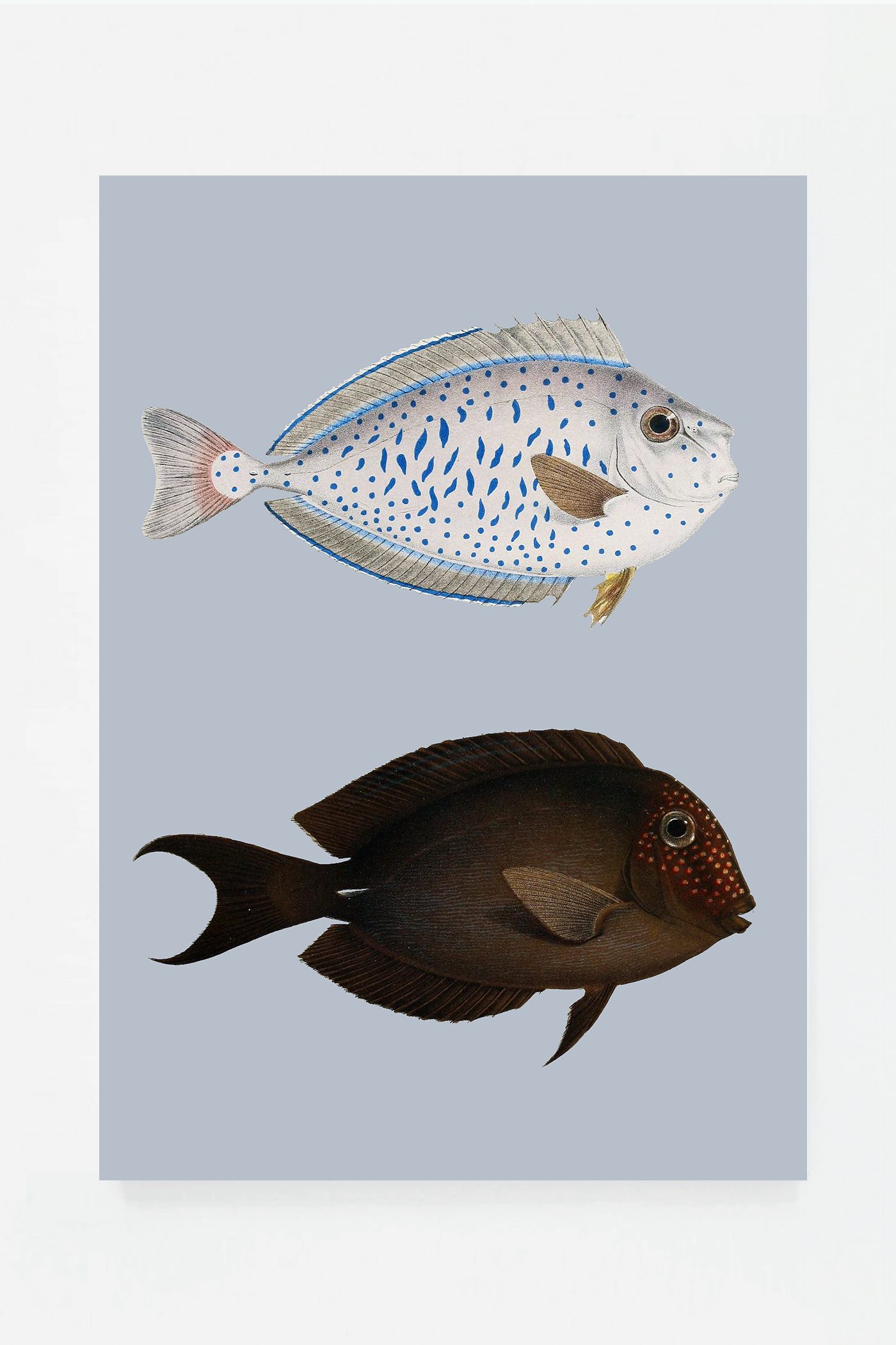 Acanthurus II (3 background colors)
