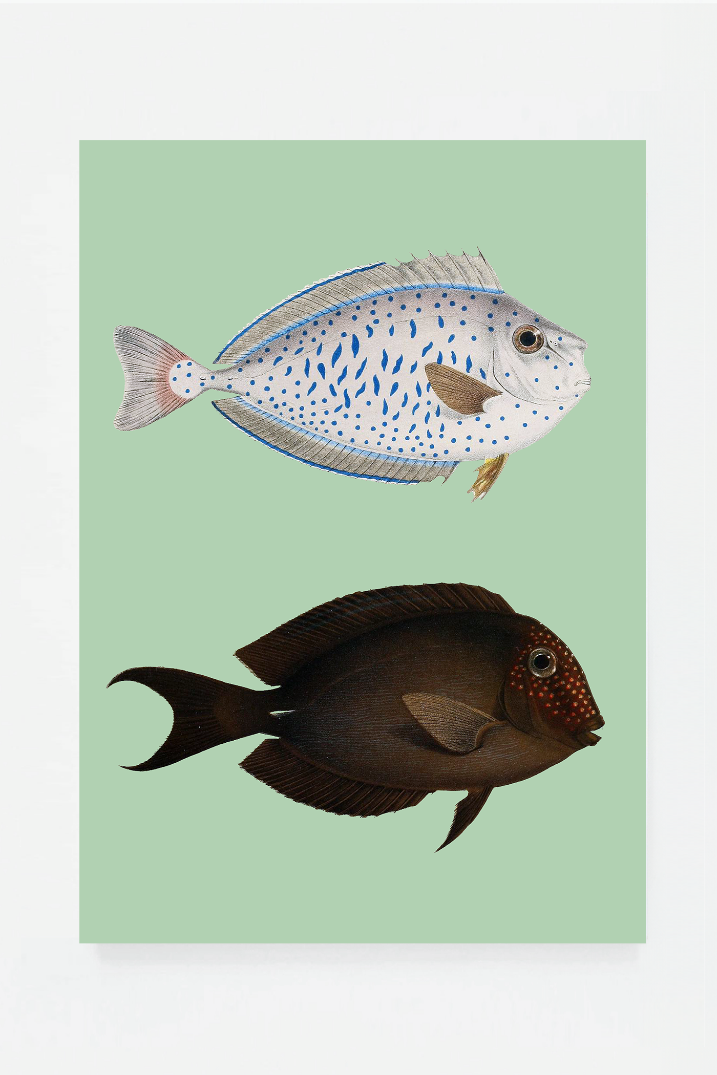 Acanthurus II (3 background colors)