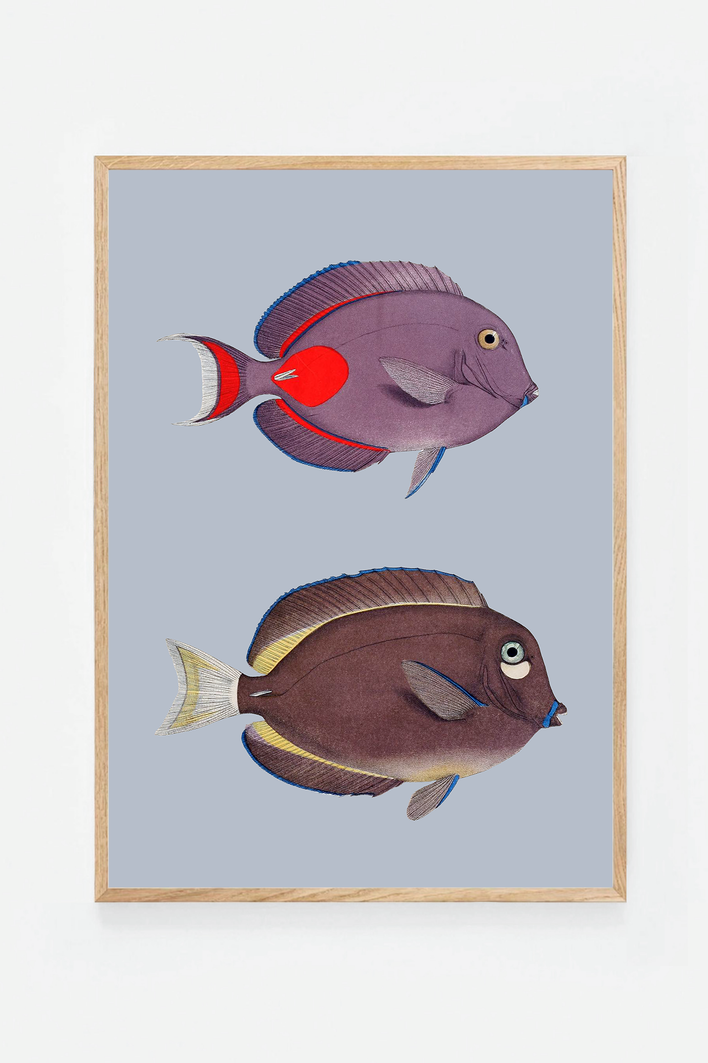 Acanthurus (3 background colors)