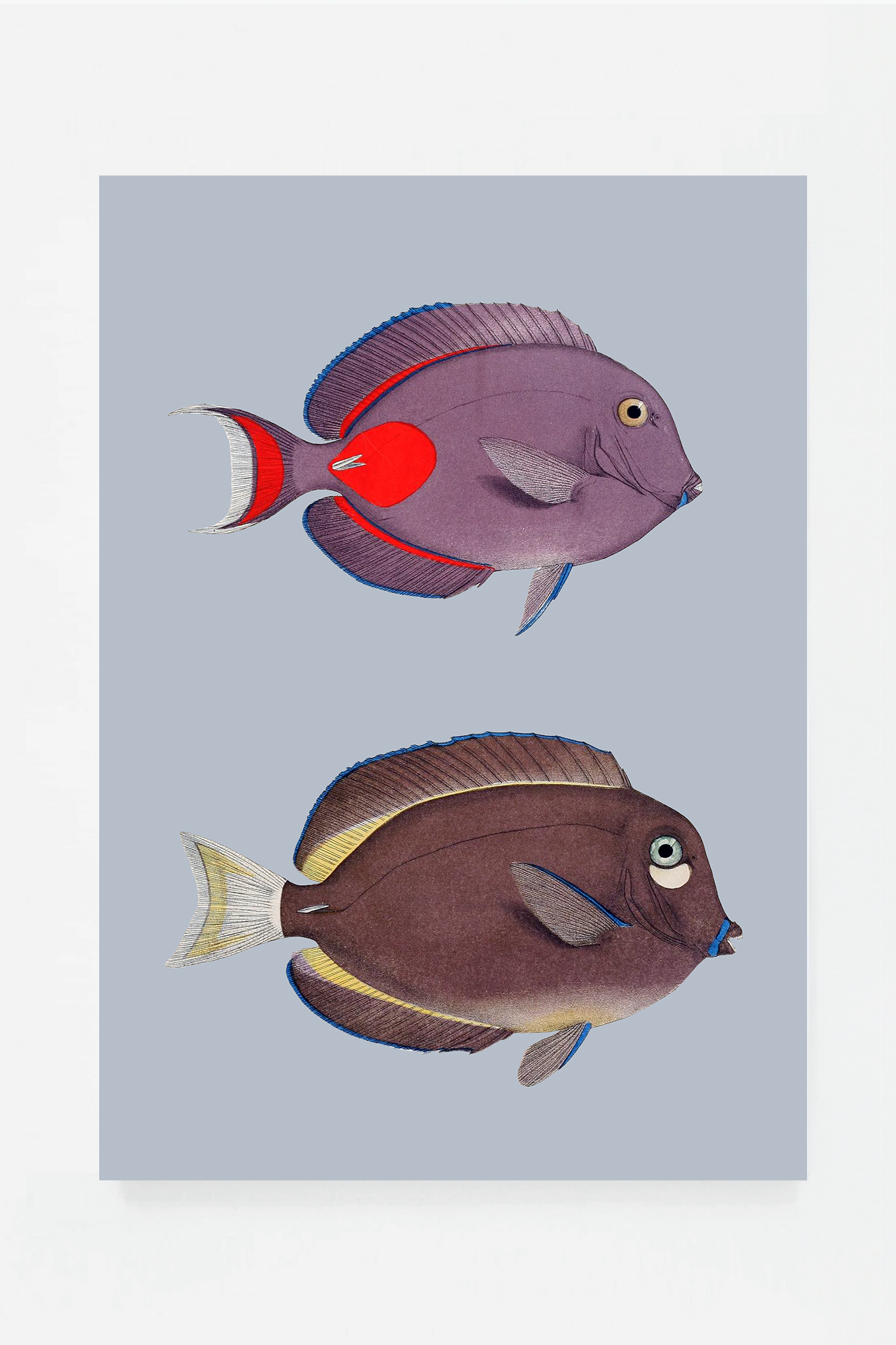 Acanthurus (3 background colors)