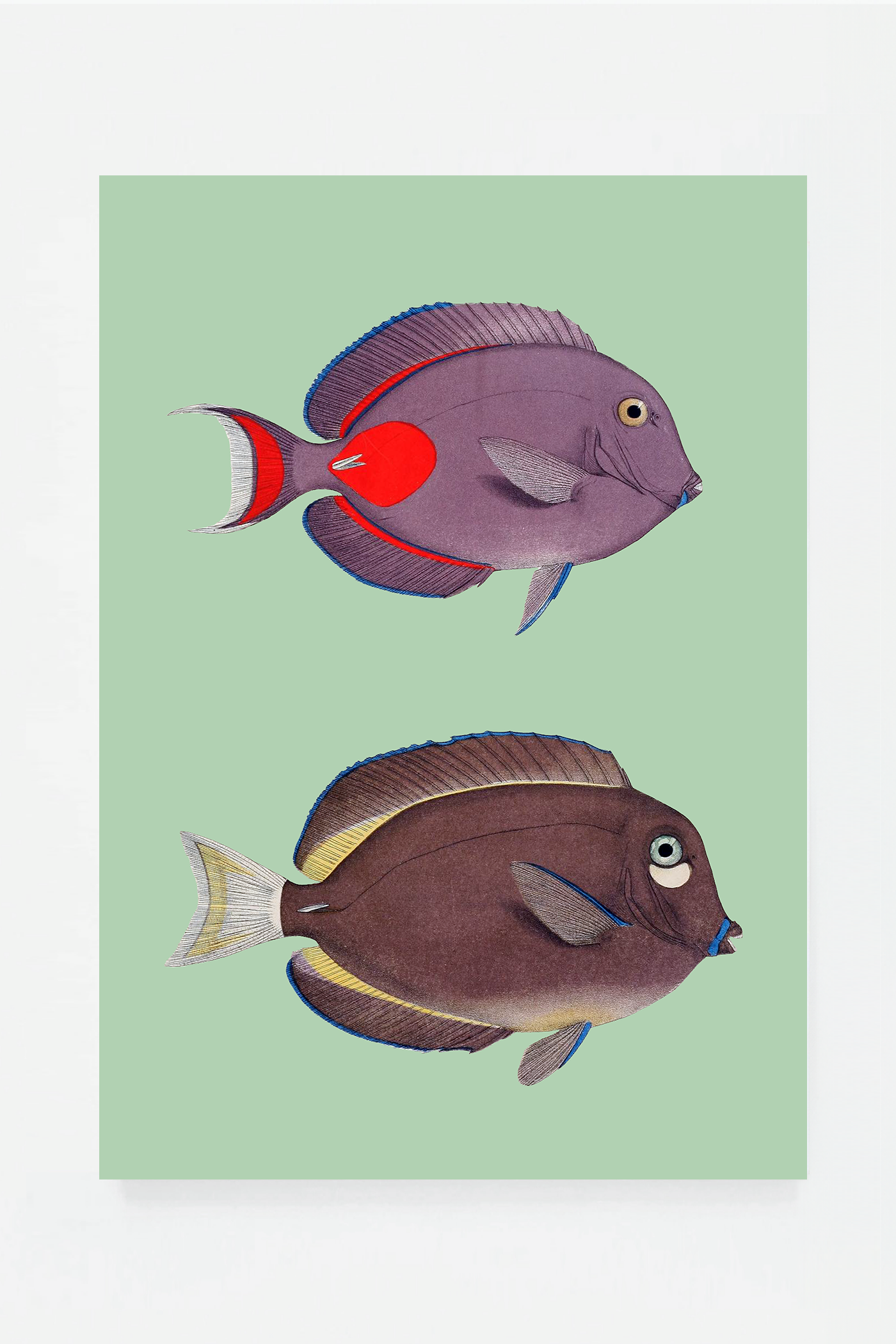 Acanthurus (3 background colors)
