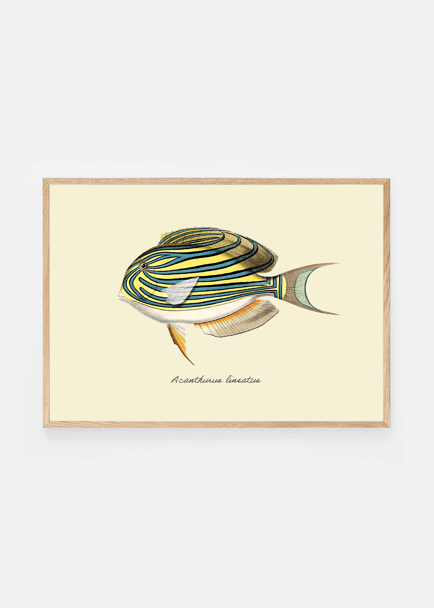 Acanthurus lineatus (3 background colors)