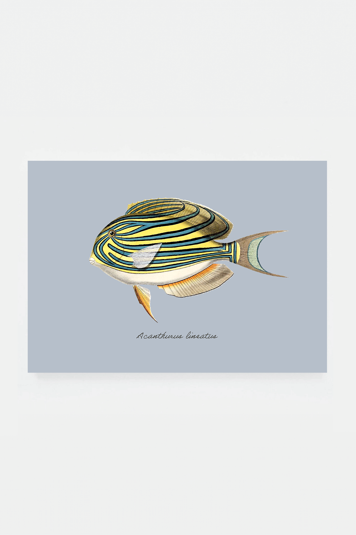 Acanthurus lineatus (3 background colors)