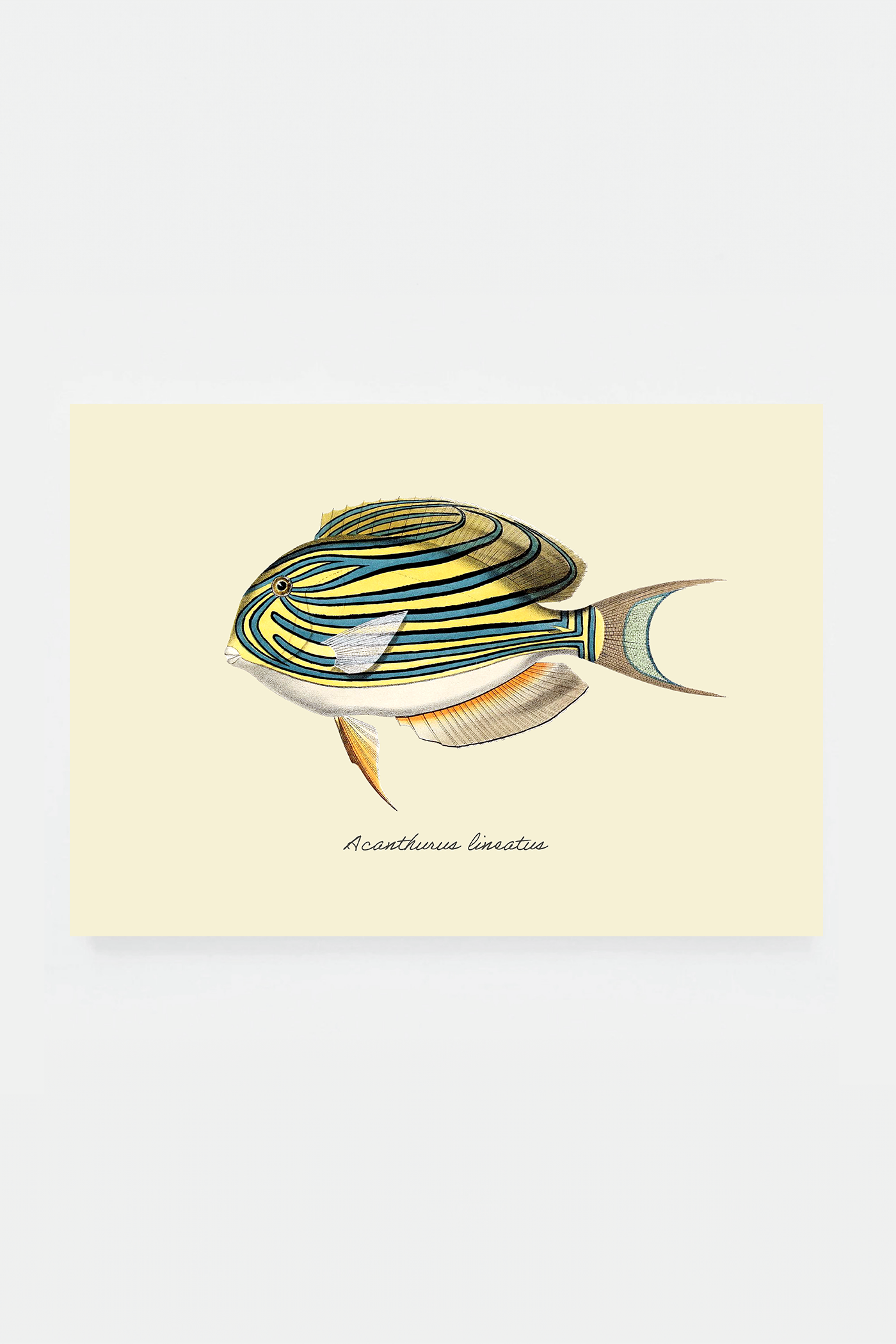 Acanthurus lineatus (3 background colors)
