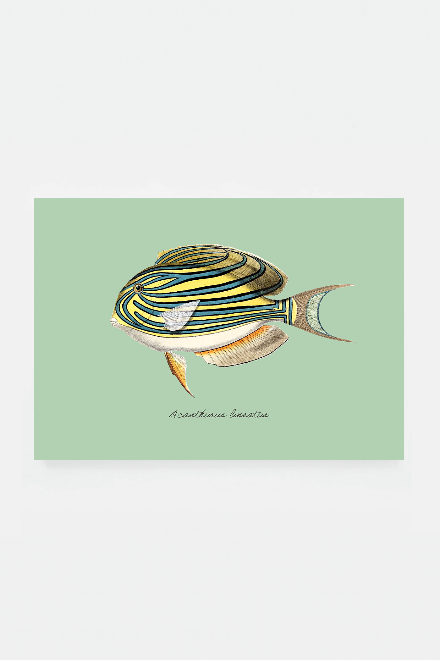 Acanthurus lineatus (3 background colors)