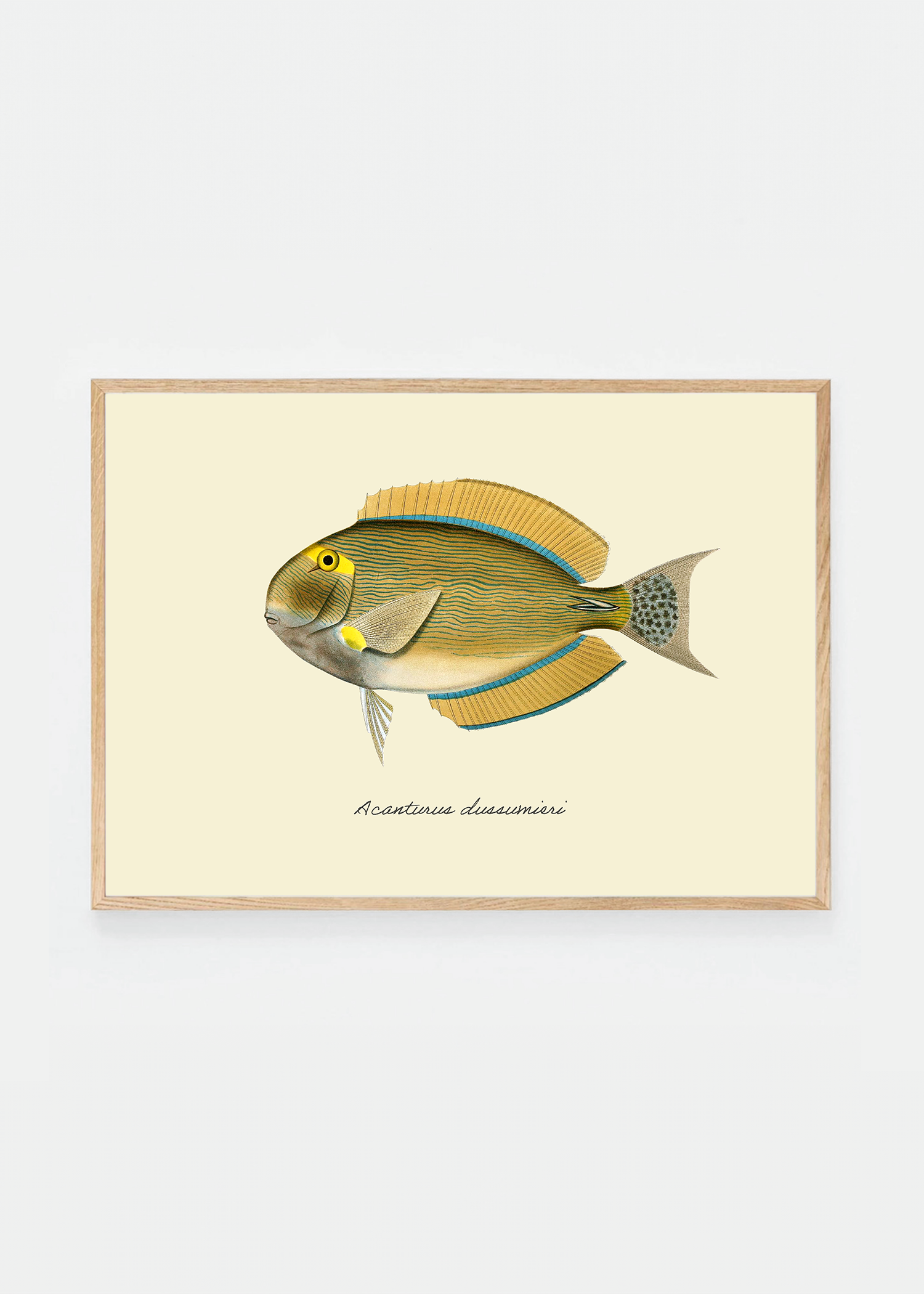 Acanturus dussumieri (3 background colors)