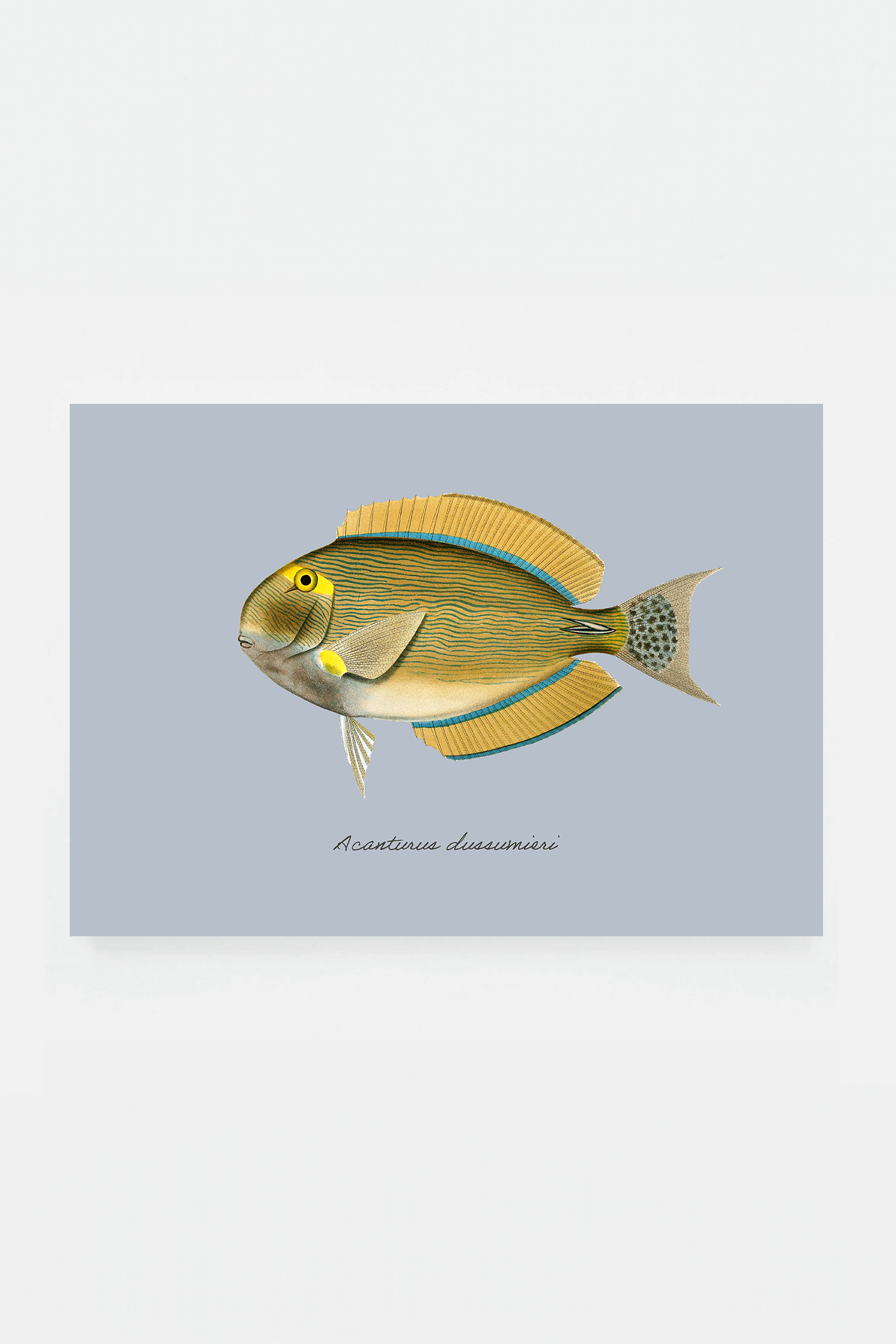 Acanturus dussumieri (3 background colors)