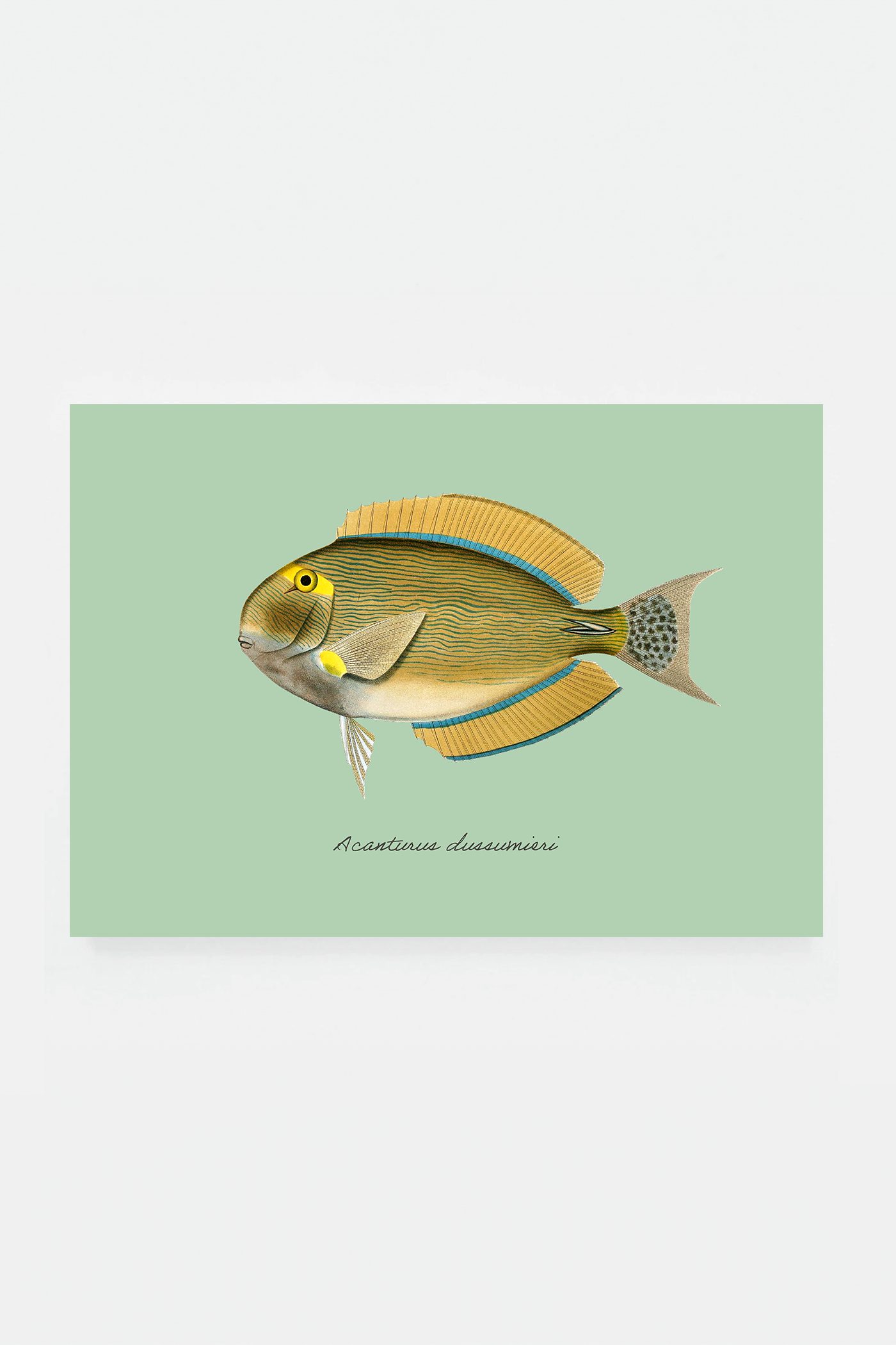 Acanturus dussumieri (3 background colors)