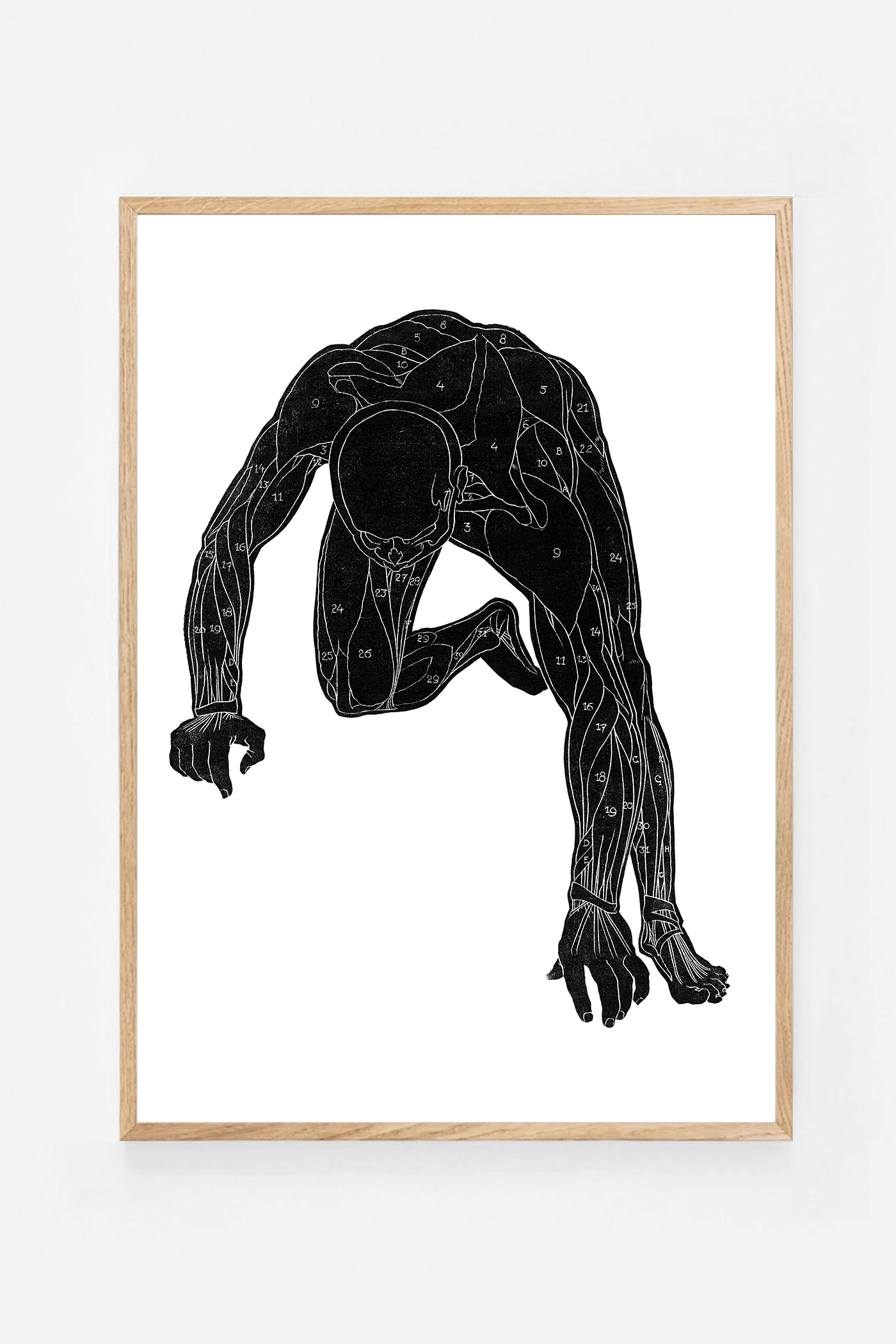 Anatomical study III