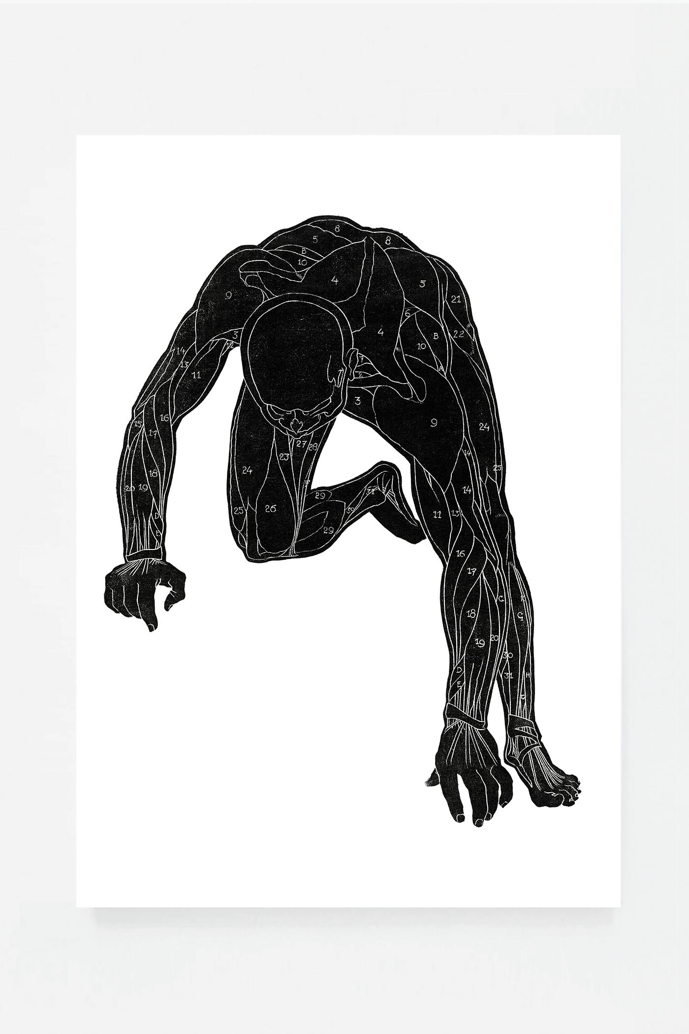 Anatomical study III